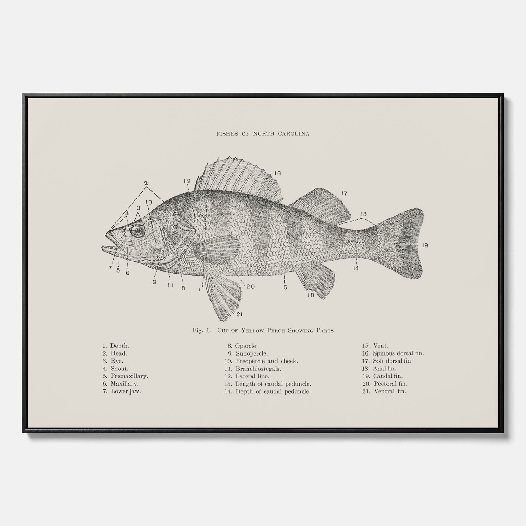 Canvas med Abborre poster No.2 – Fiskposter – Plansch med fisk, kökstavla, köksposter, poster till kök
