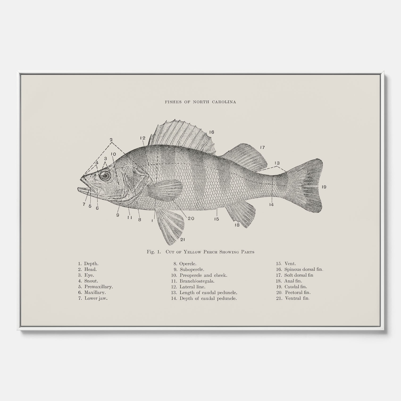 Canvas med Abborre poster No.2 – Fiskposter – Plansch med fisk, kökstavla, köksposter, poster till kök