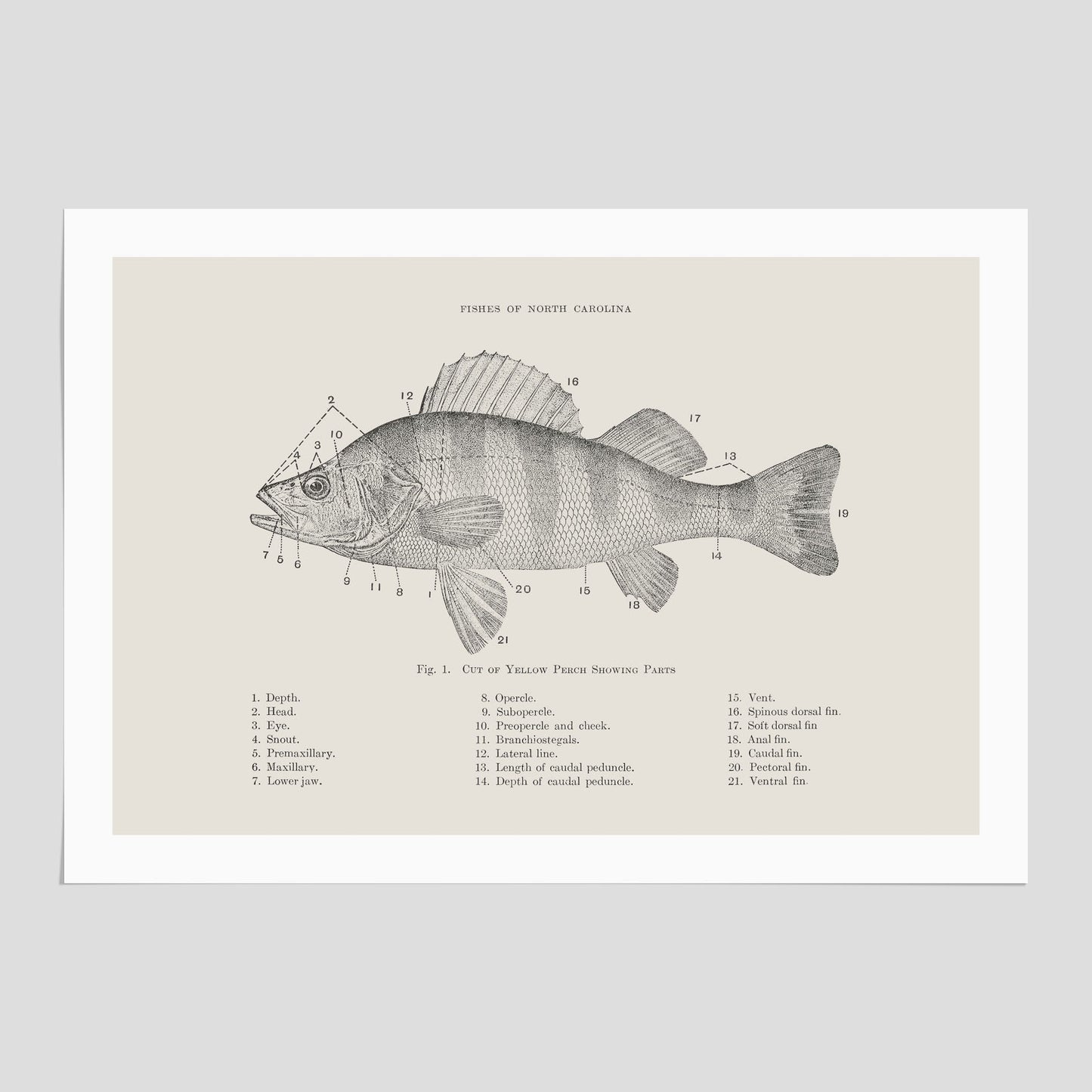 Abborre poster No.2 – Fiskposter – Plansch med fisk