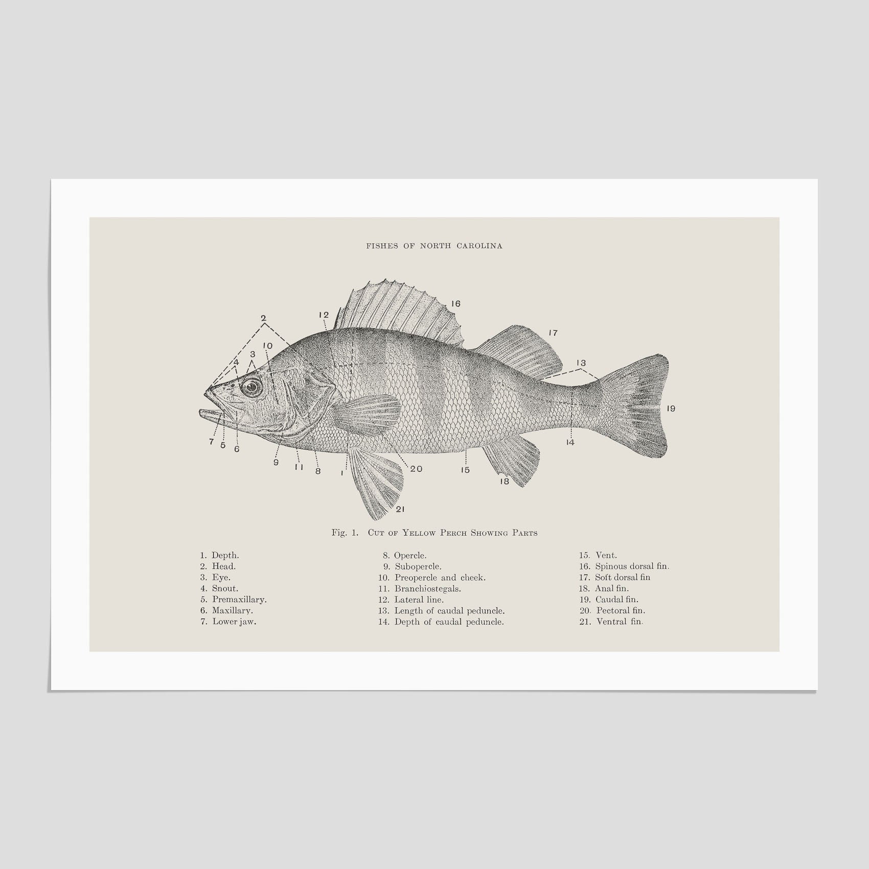 Abborre poster No.2 – Fiskposter – Plansch med fisk