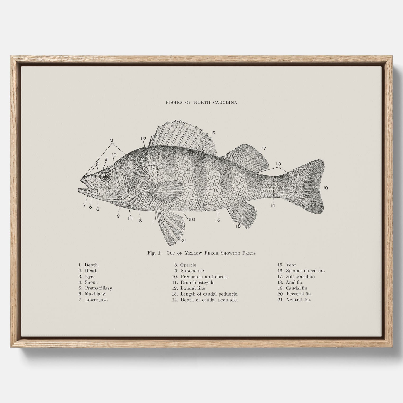 Canvas med Abborre poster No.2 – Fiskposter – Plansch med fisk, kökstavla, köksposter, poster till kök