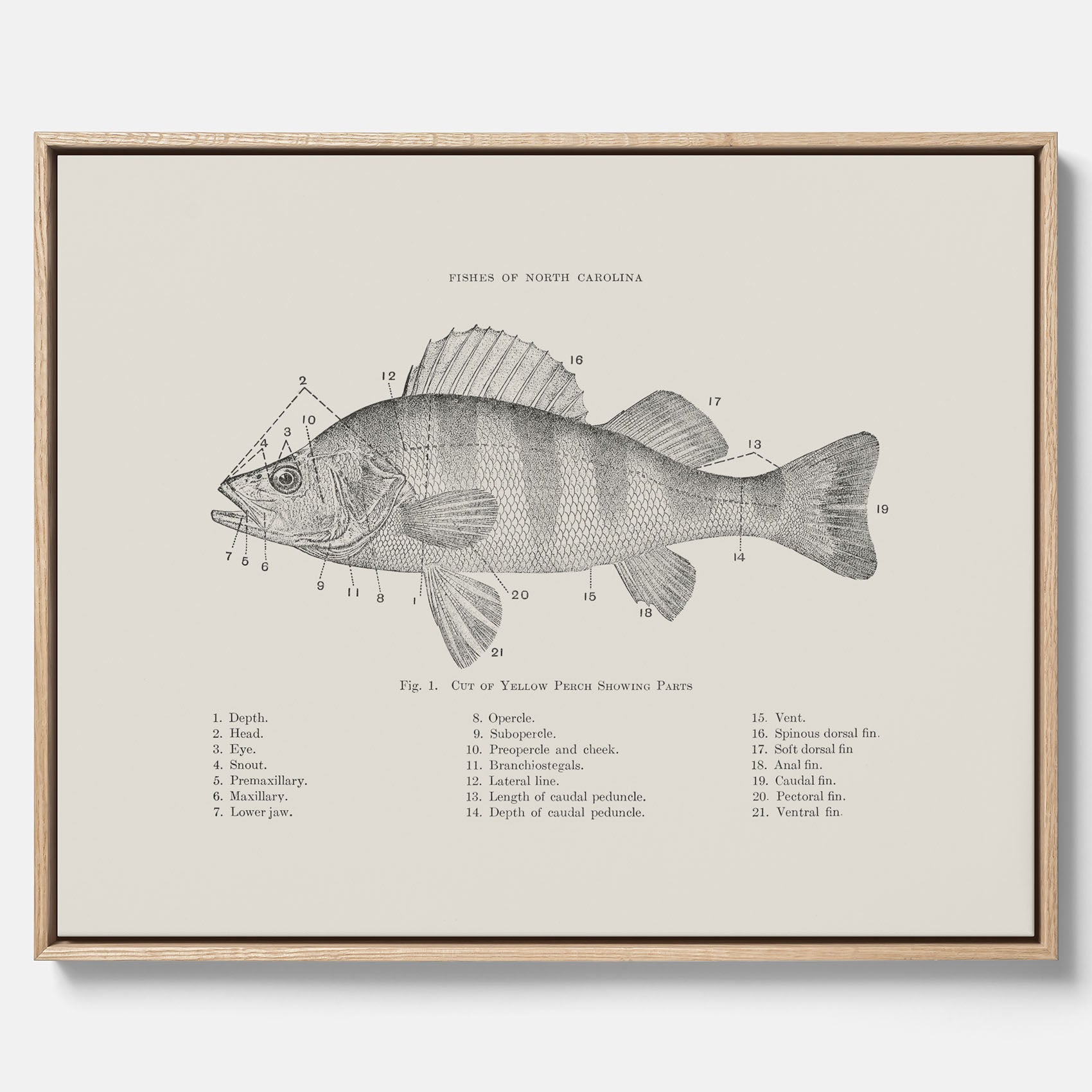 Canvas med Abborre poster No.2 – Fiskposter – Plansch med fisk, kökstavla, köksposter, poster till kök