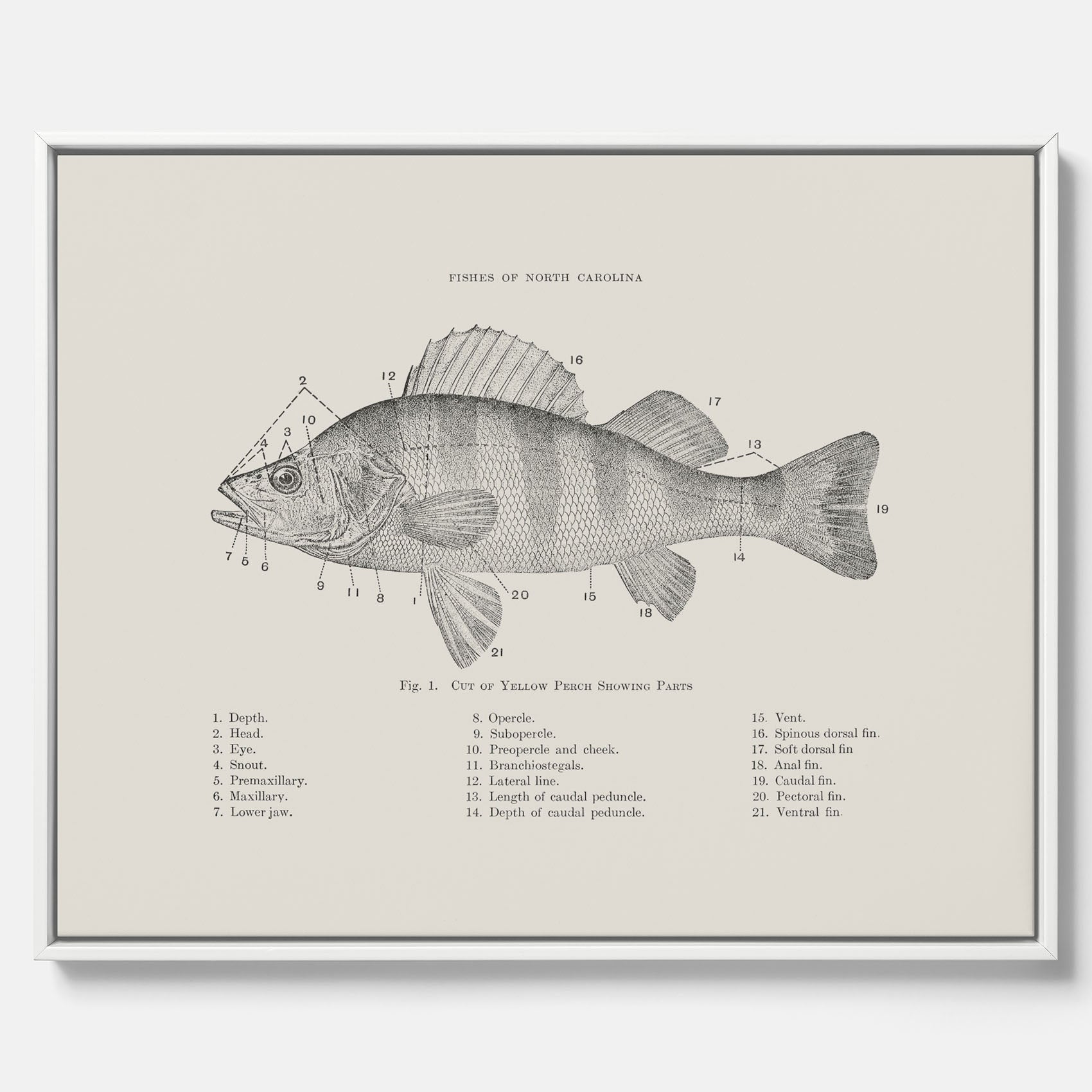 Canvas med Abborre poster No.2 – Fiskposter – Plansch med fisk, kökstavla, köksposter, poster till kök