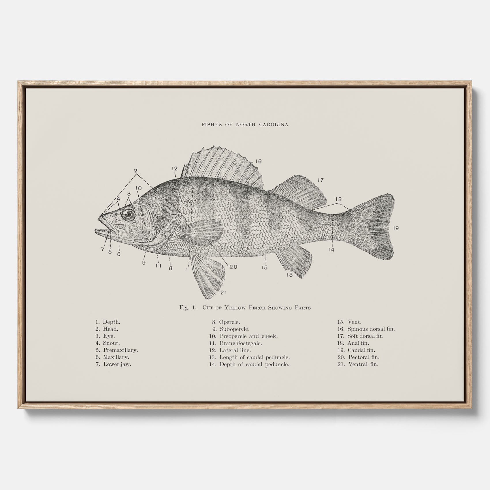 Canvas med Abborre poster No.2 – Fiskposter – Plansch med fisk, kökstavla, köksposter, poster till kök