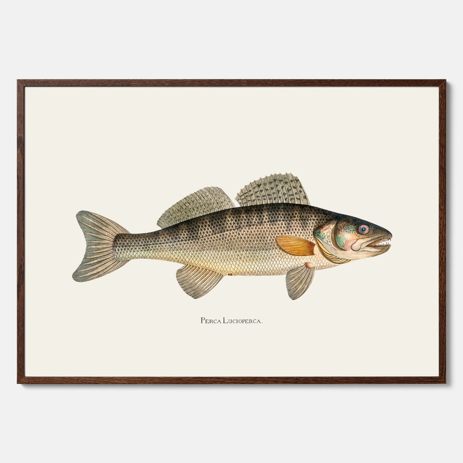 Kökstavla med Gös Poster – Plansch med fisk, skolposter, fiskposter, tavla till kök, köksposter, poster till kök