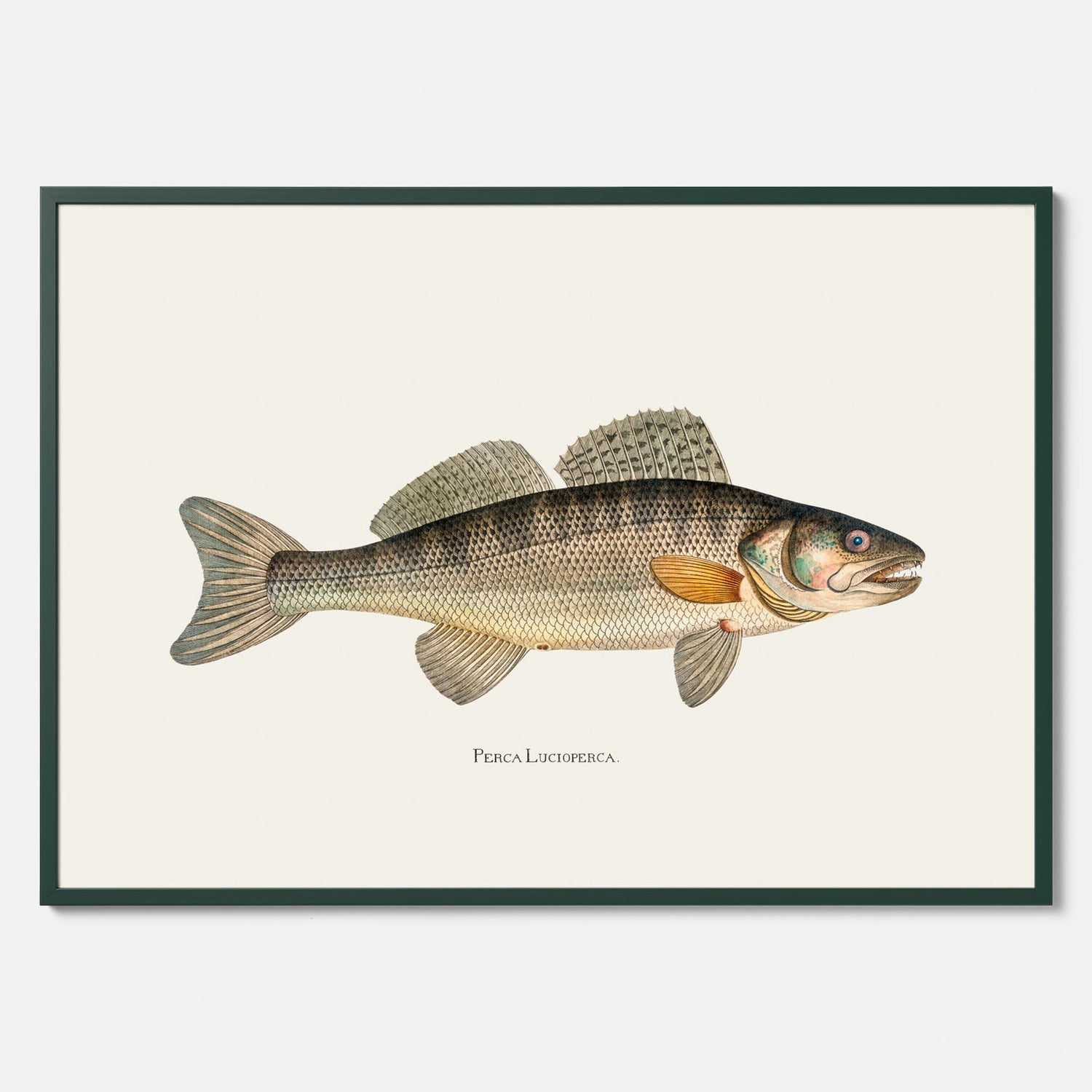 Kökstavla med Gös Poster – Plansch med fisk, skolposter, fiskposter, tavla till kök, köksposter, poster till kök