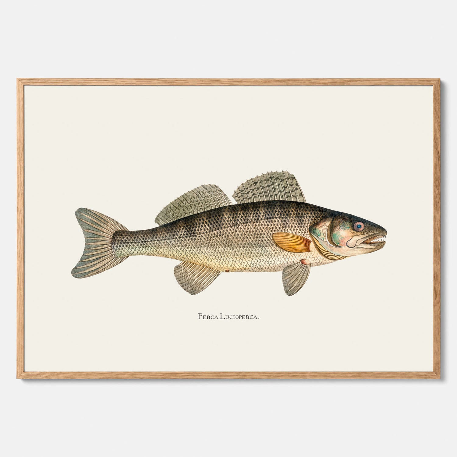 Kökstavla med Gös Poster – Plansch med fisk, skolposter, fiskposter, tavla till kök, köksposter, poster till kök