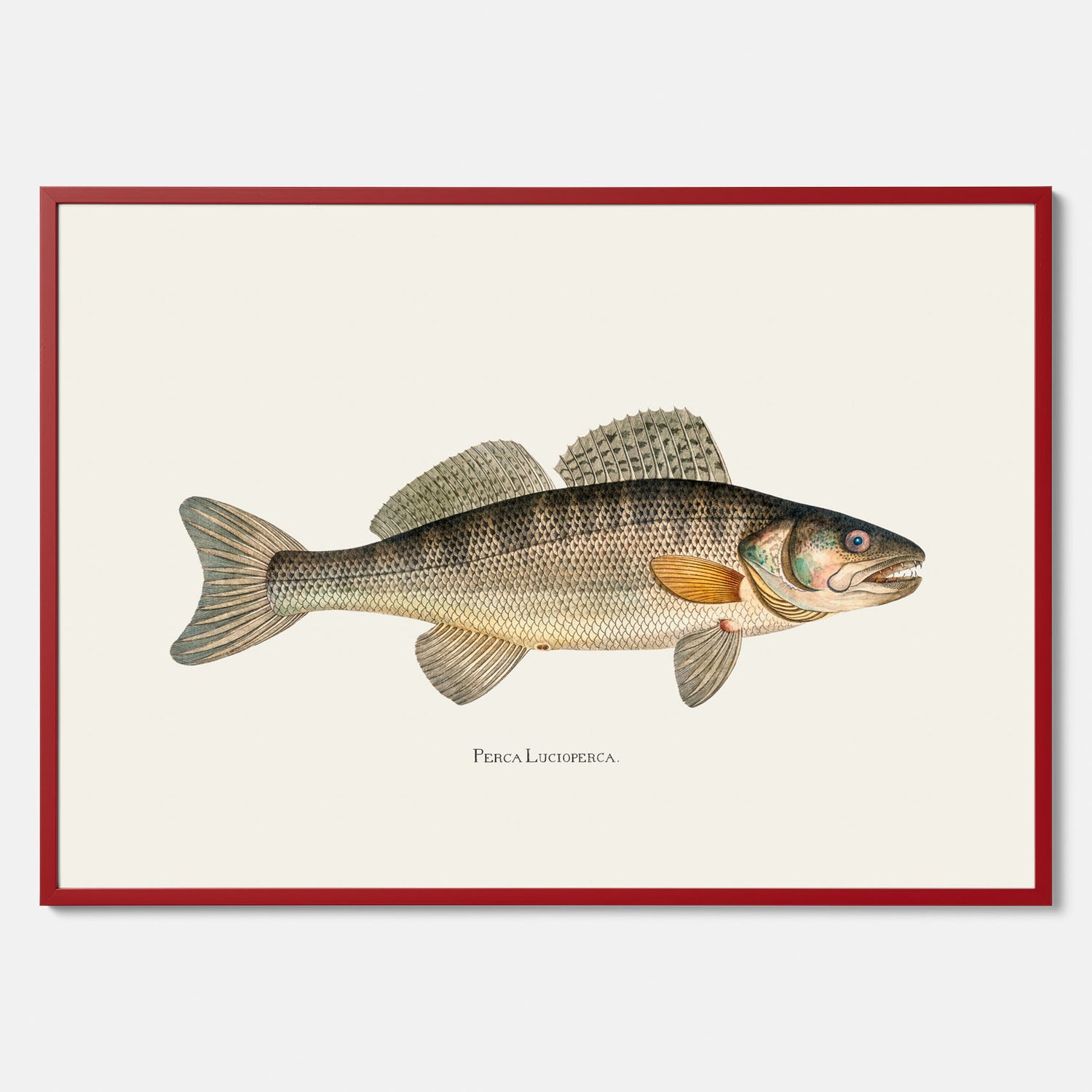 Kökstavla med Gös Poster – Plansch med fisk, skolposter, fiskposter, tavla till kök, köksposter, poster till kök