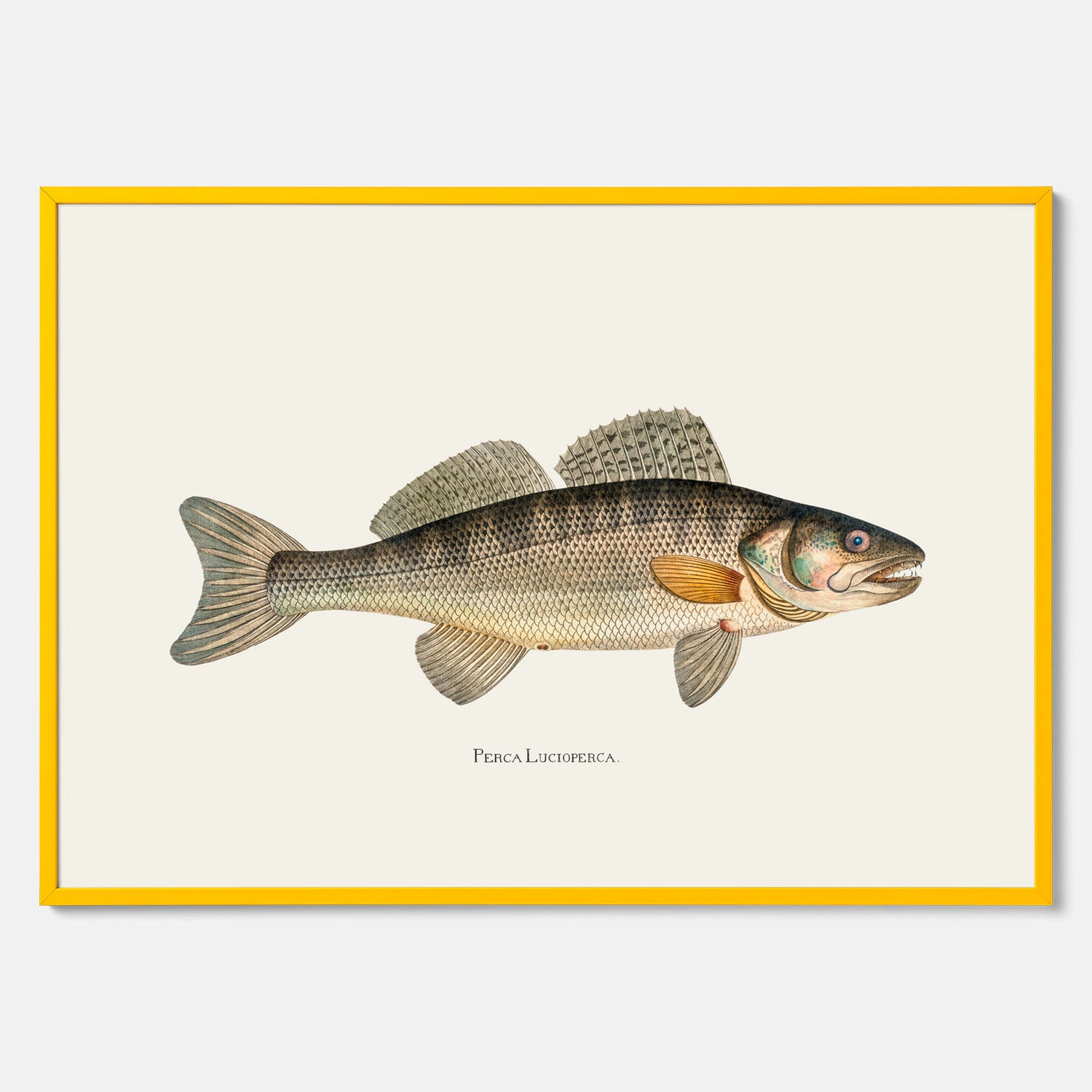 Kökstavla med Gös Poster – Plansch med fisk, skolposter, fiskposter, tavla till kök, köksposter, poster till kök