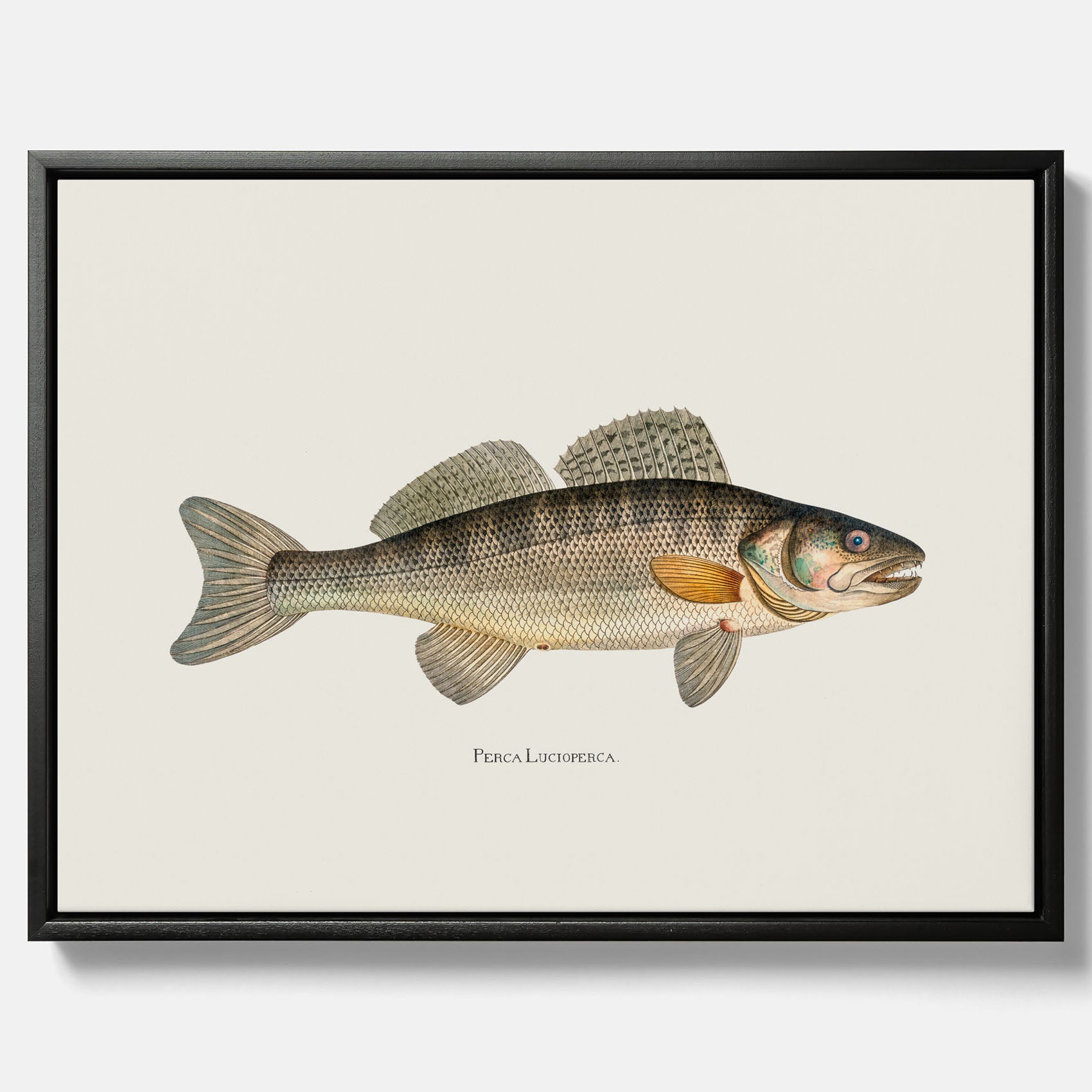 Kökstavla med Gös canvas – Plansch med fisk, skolposter, fiskposter, tavla till kök, köksposter, poster till kök