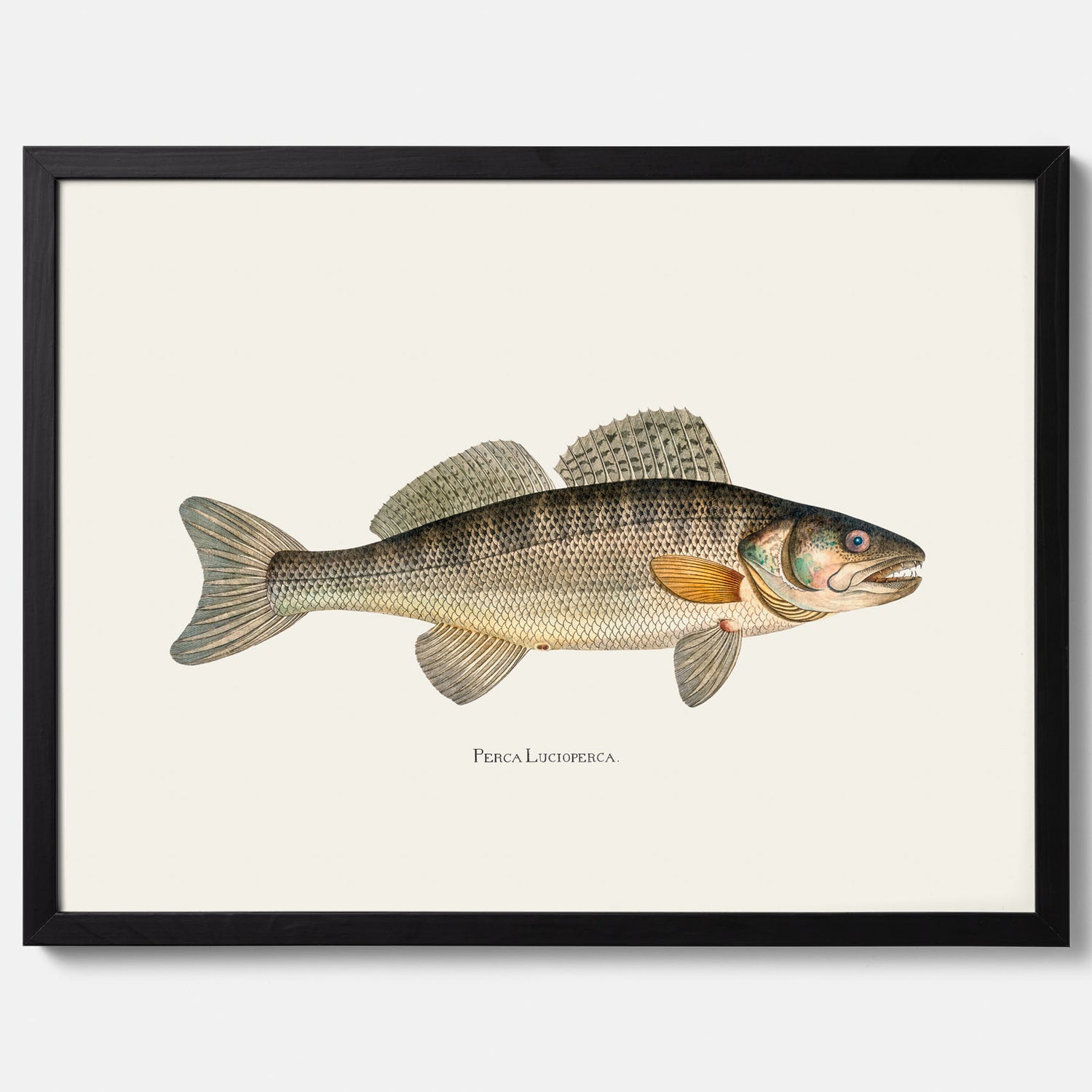 Kökstavla med Gös Poster – Plansch med fisk, skolposter, fiskposter, tavla till kök, köksposter, poster till kök