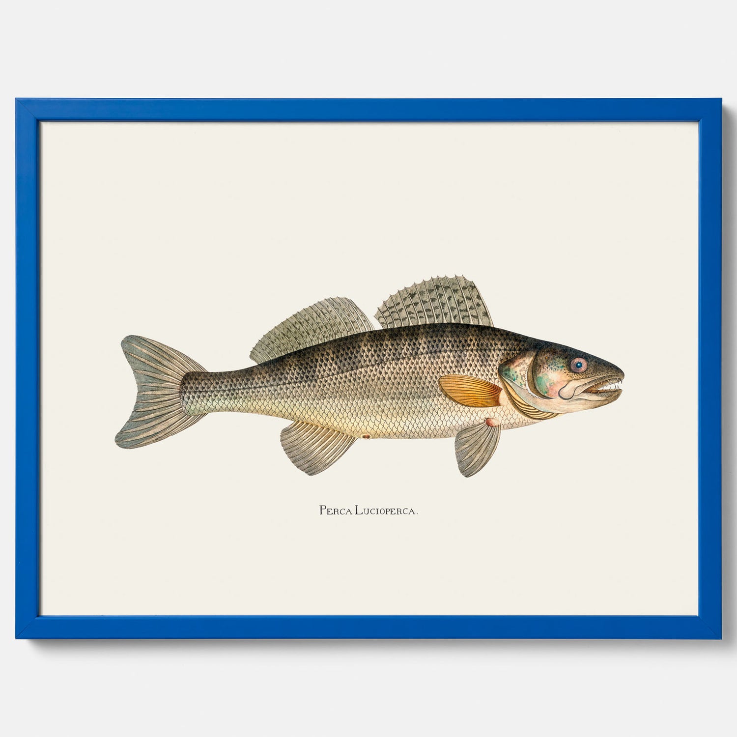 Kökstavla med Gös Poster – Plansch med fisk, skolposter, fiskposter, tavla till kök, köksposter, poster till kök