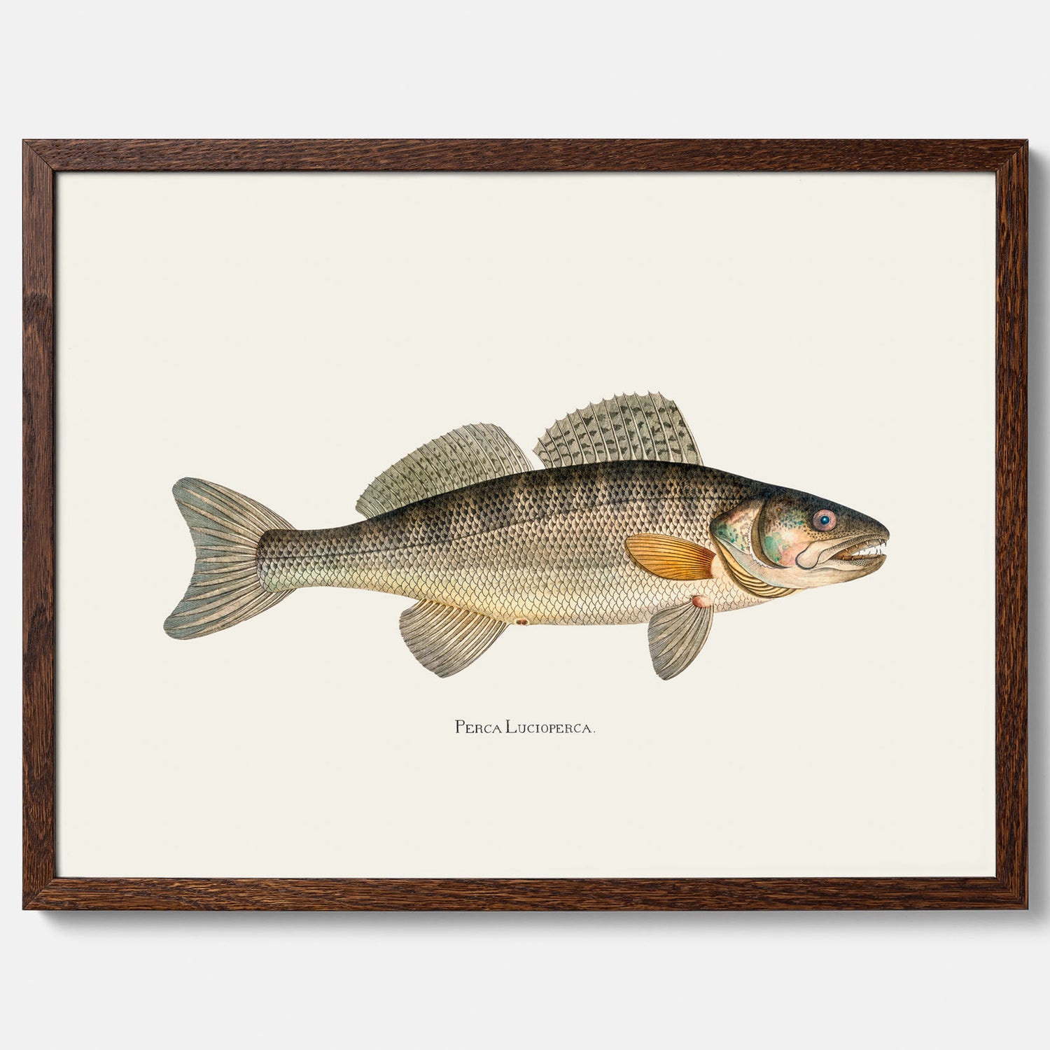 Kökstavla med Gös Poster – Plansch med fisk, skolposter, fiskposter, tavla till kök, köksposter, poster till kök