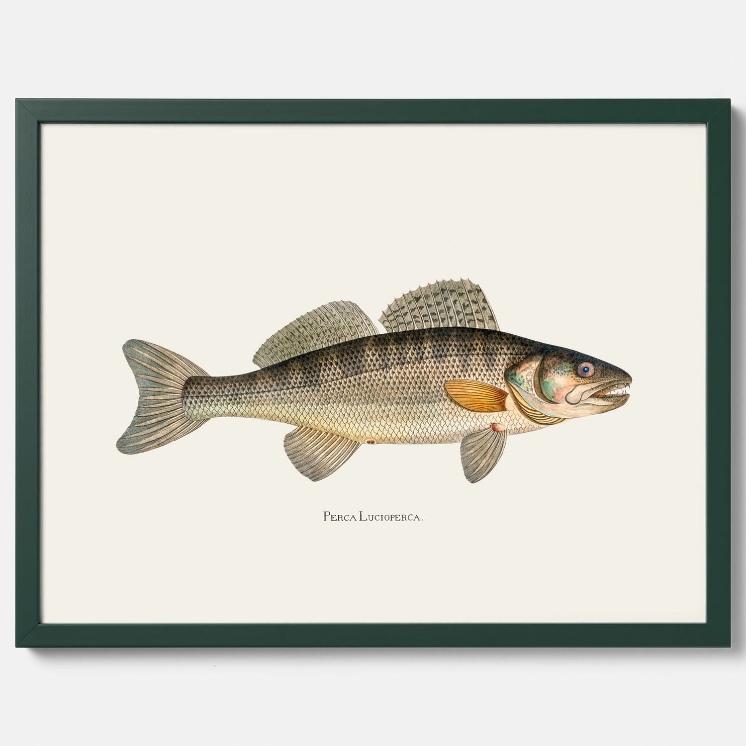 Kökstavla med Gös Poster – Plansch med fisk, skolposter, fiskposter, tavla till kök, köksposter, poster till kök