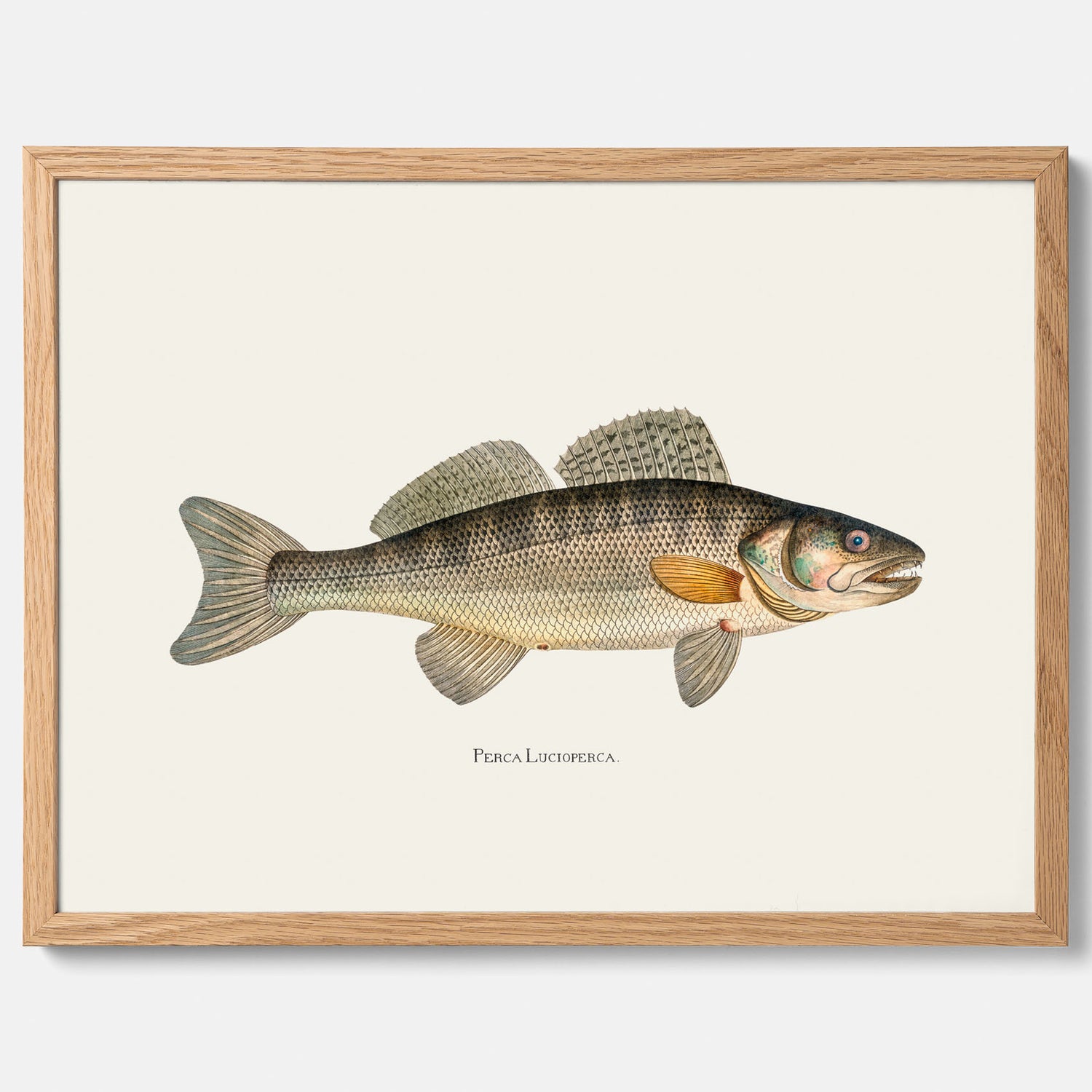 Kökstavla med Gös Poster – Plansch med fisk, skolposter, fiskposter, tavla till kök, köksposter, poster till kök