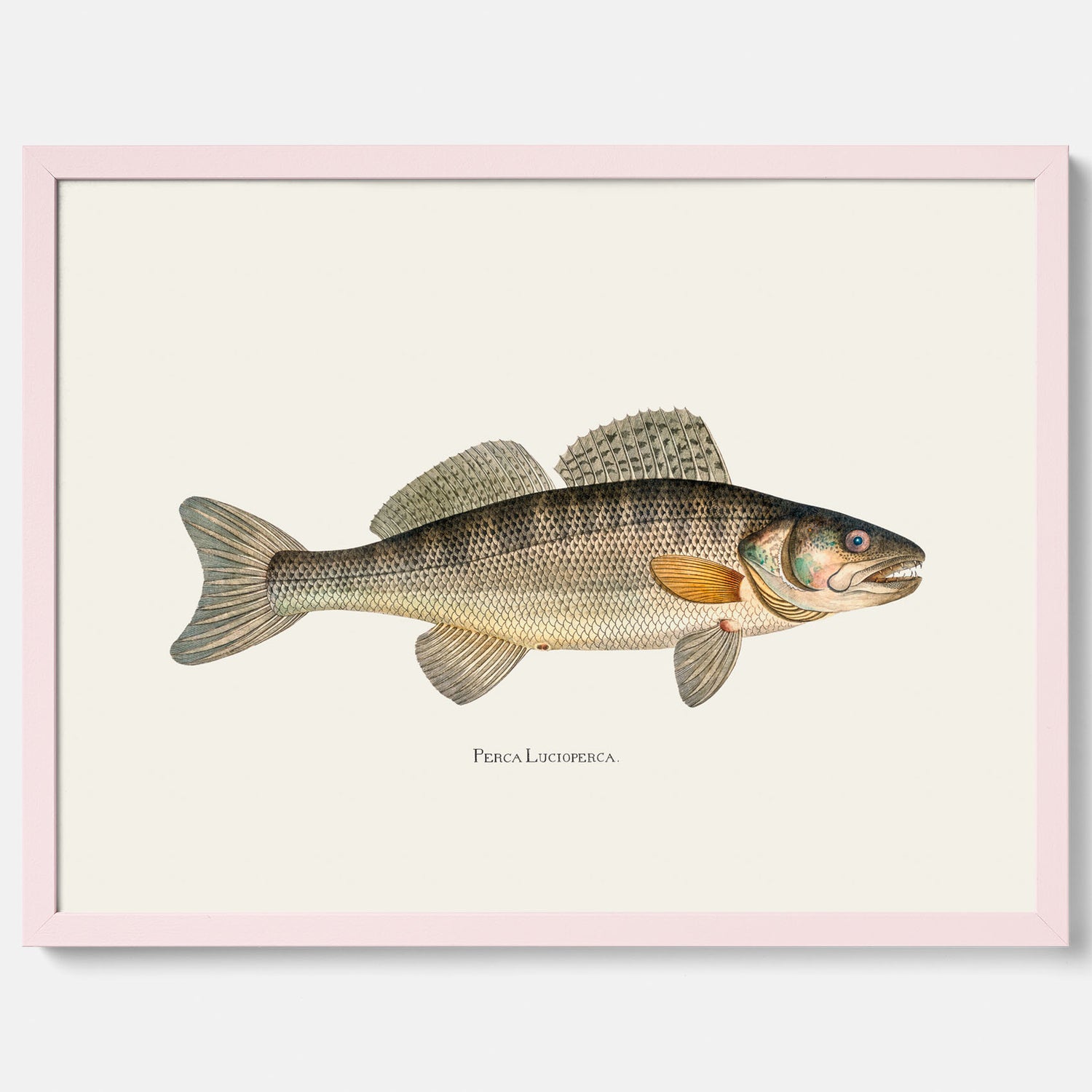 Kökstavla med Gös Poster – Plansch med fisk, skolposter, fiskposter, tavla till kök, köksposter, poster till kök