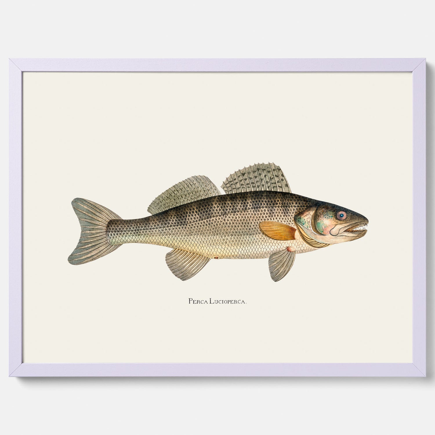 Kökstavla med Gös Poster – Plansch med fisk, skolposter, fiskposter, tavla till kök, köksposter, poster till kök