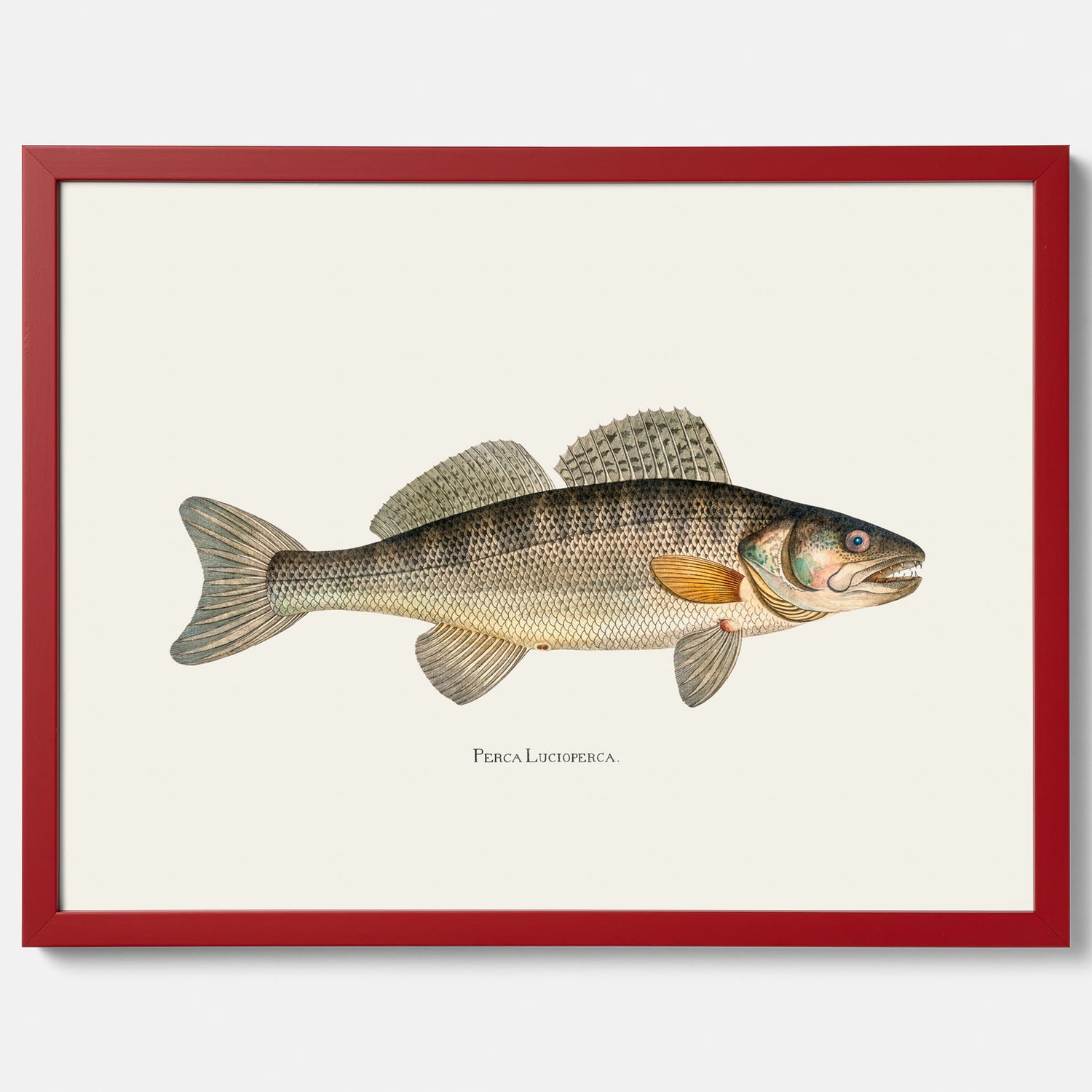 Kökstavla med Gös Poster – Plansch med fisk, skolposter, fiskposter, tavla till kök, köksposter, poster till kök