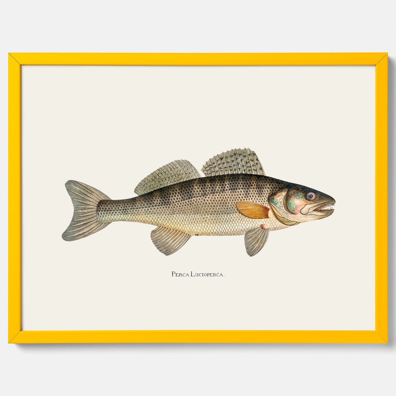 Kökstavla med Gös Poster – Plansch med fisk, skolposter, fiskposter, tavla till kök, köksposter, poster till kök