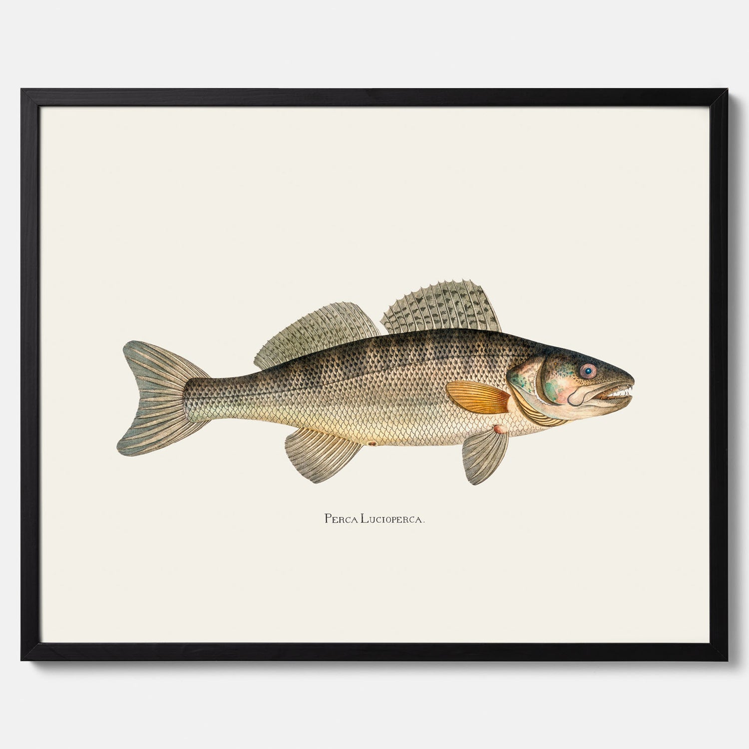 Kökstavla med Gös Poster – Plansch med fisk, skolposter, fiskposter, tavla till kök, köksposter, poster till kök