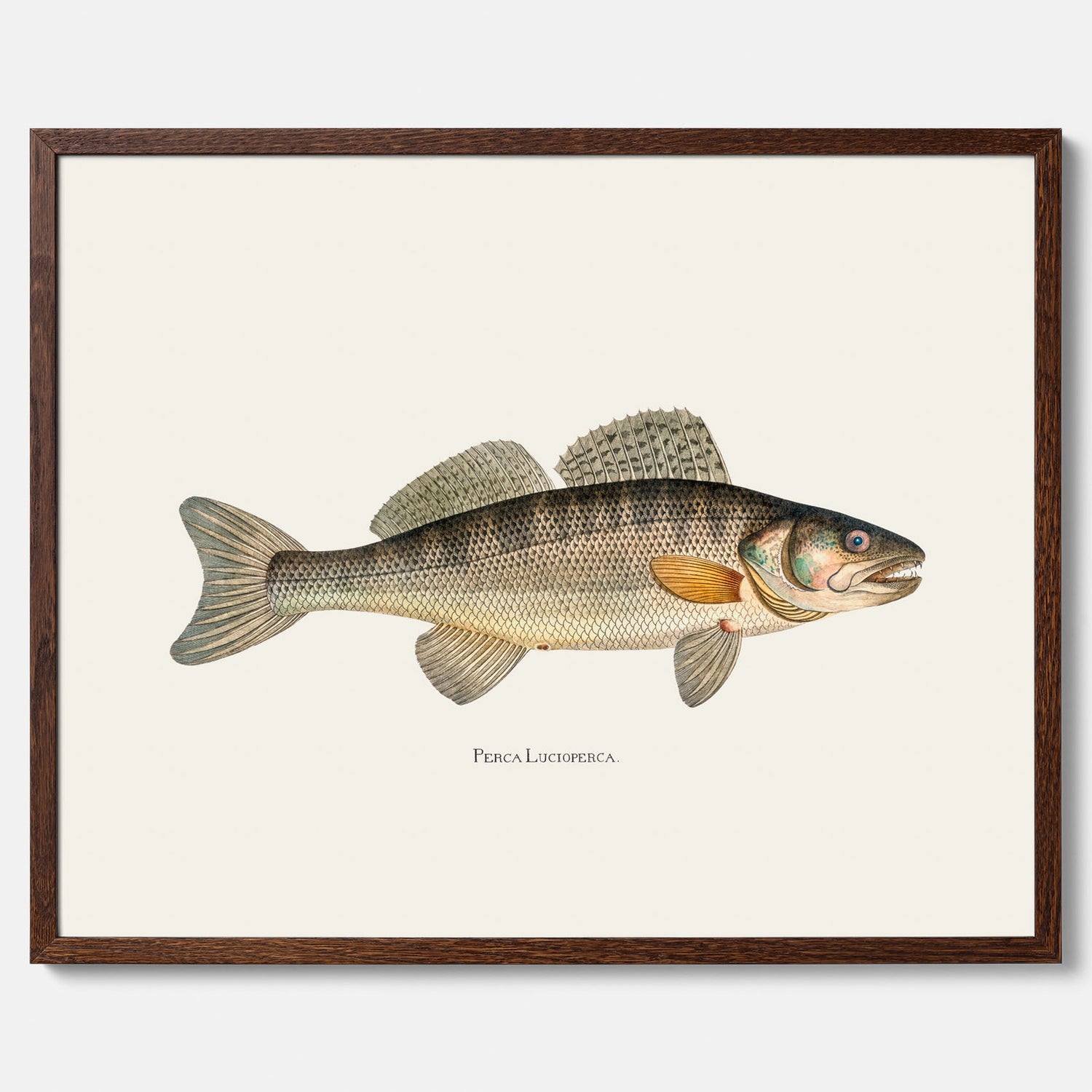 Kökstavla med Gös Poster – Plansch med fisk, skolposter, fiskposter, tavla till kök, köksposter, poster till kök