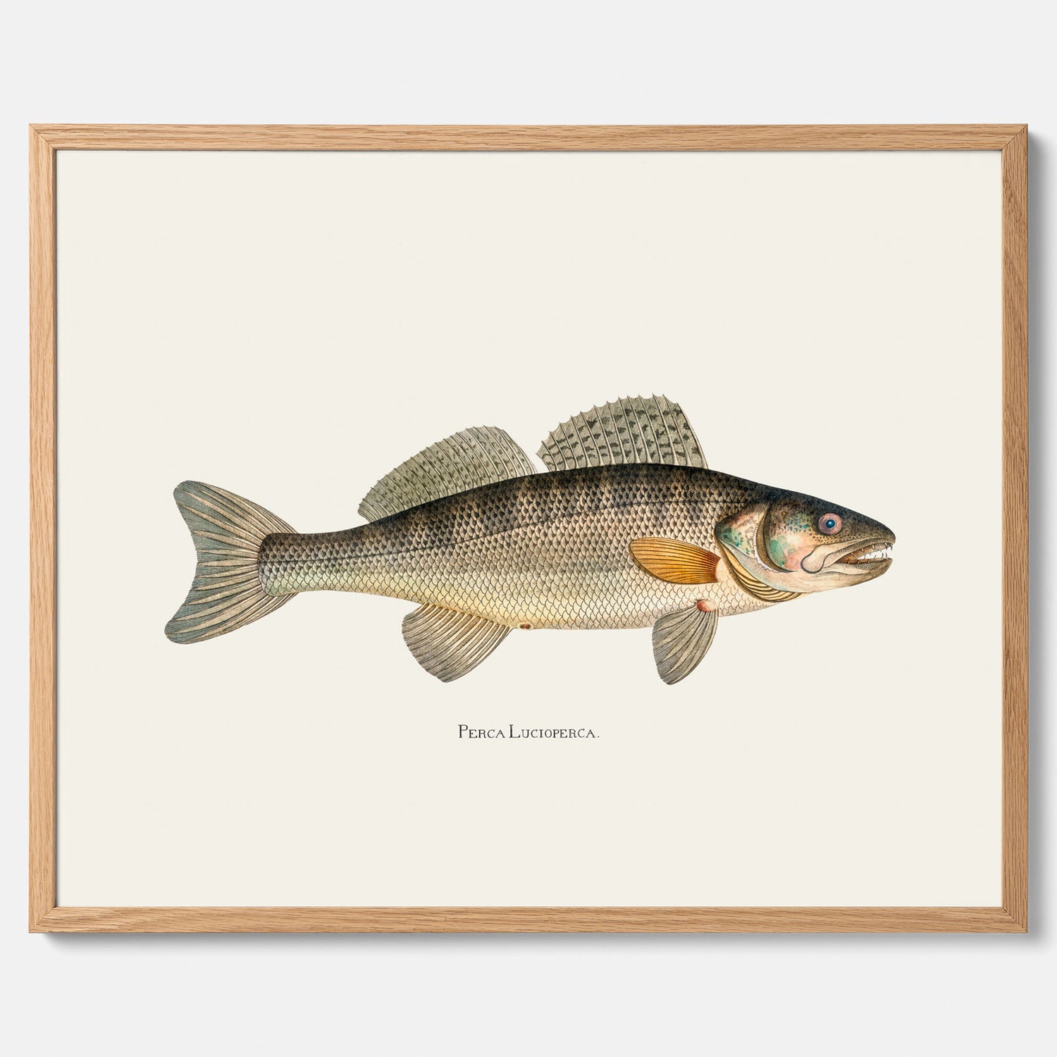 Kökstavla med Gös Poster – Plansch med fisk, skolposter, fiskposter, tavla till kök, köksposter, poster till kök