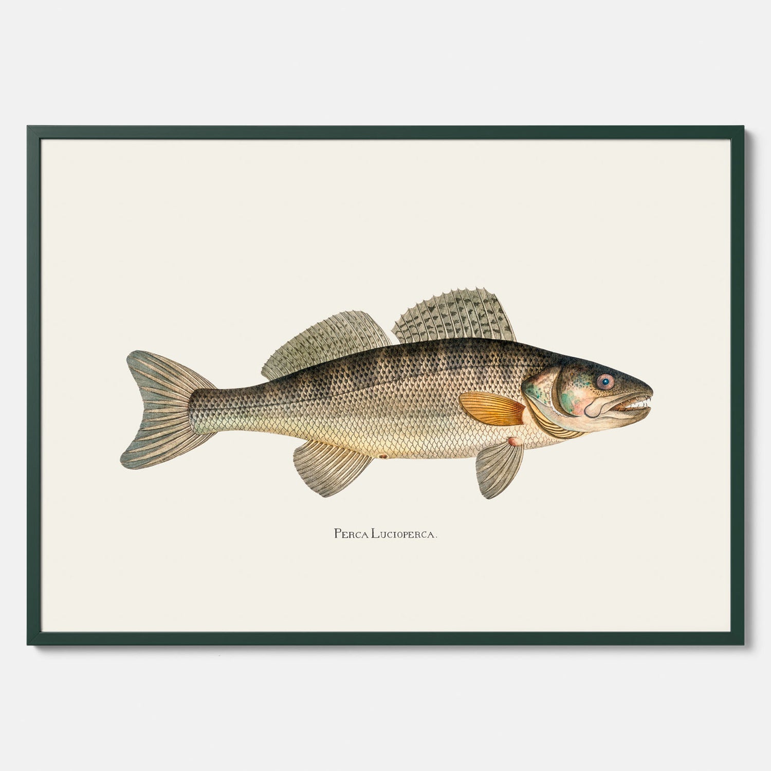 Kökstavla med Gös Poster – Plansch med fisk, skolposter, fiskposter, tavla till kök, köksposter, poster till kök