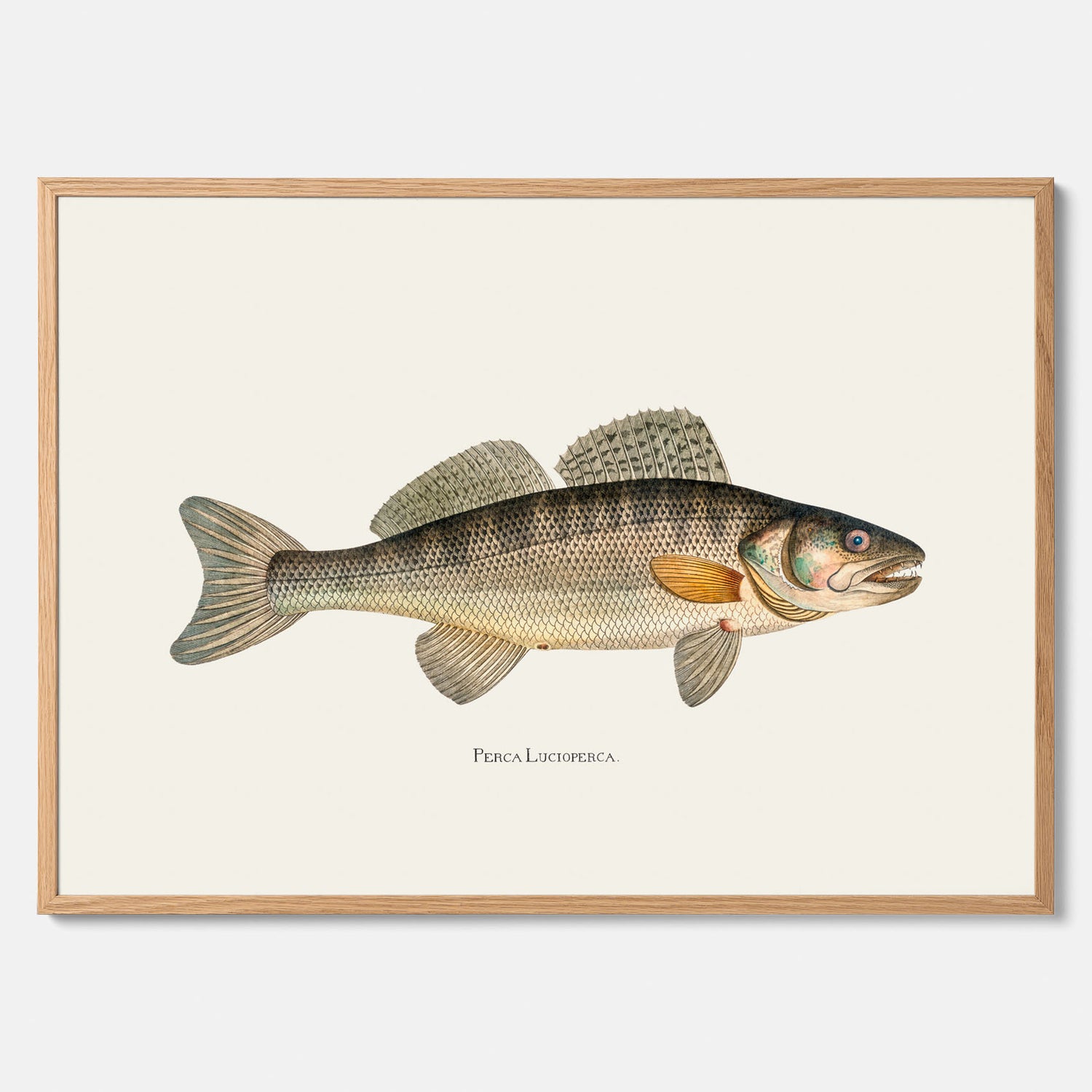 Kökstavla med Gös Poster – Plansch med fisk, skolposter, fiskposter, tavla till kök, köksposter, poster till kök