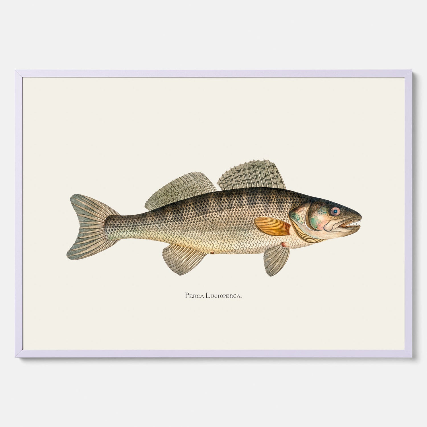 Kökstavla med Gös Poster – Plansch med fisk, skolposter, fiskposter, tavla till kök, köksposter, poster till kök