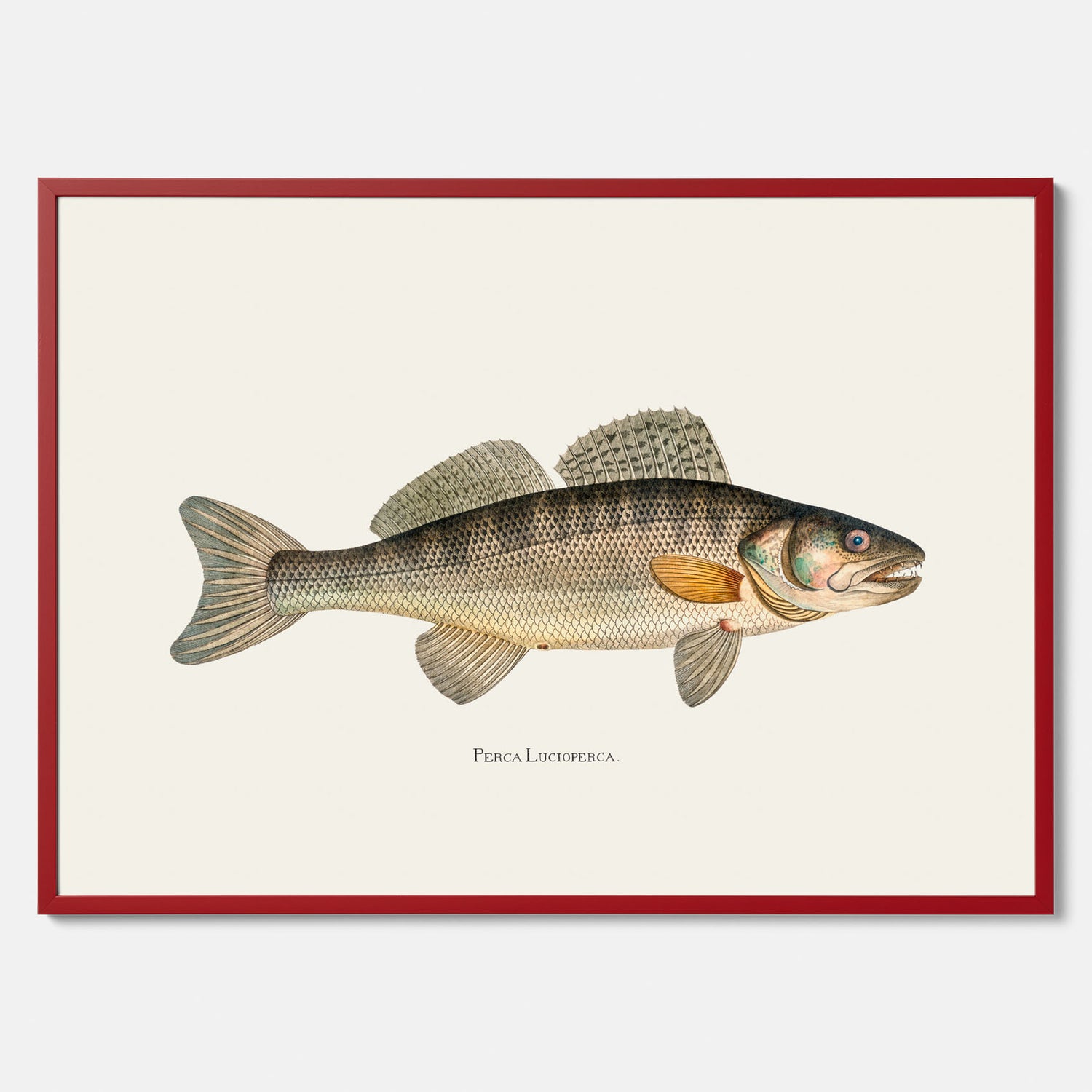 Kökstavla med Gös Poster – Plansch med fisk, skolposter, fiskposter, tavla till kök, köksposter, poster till kök