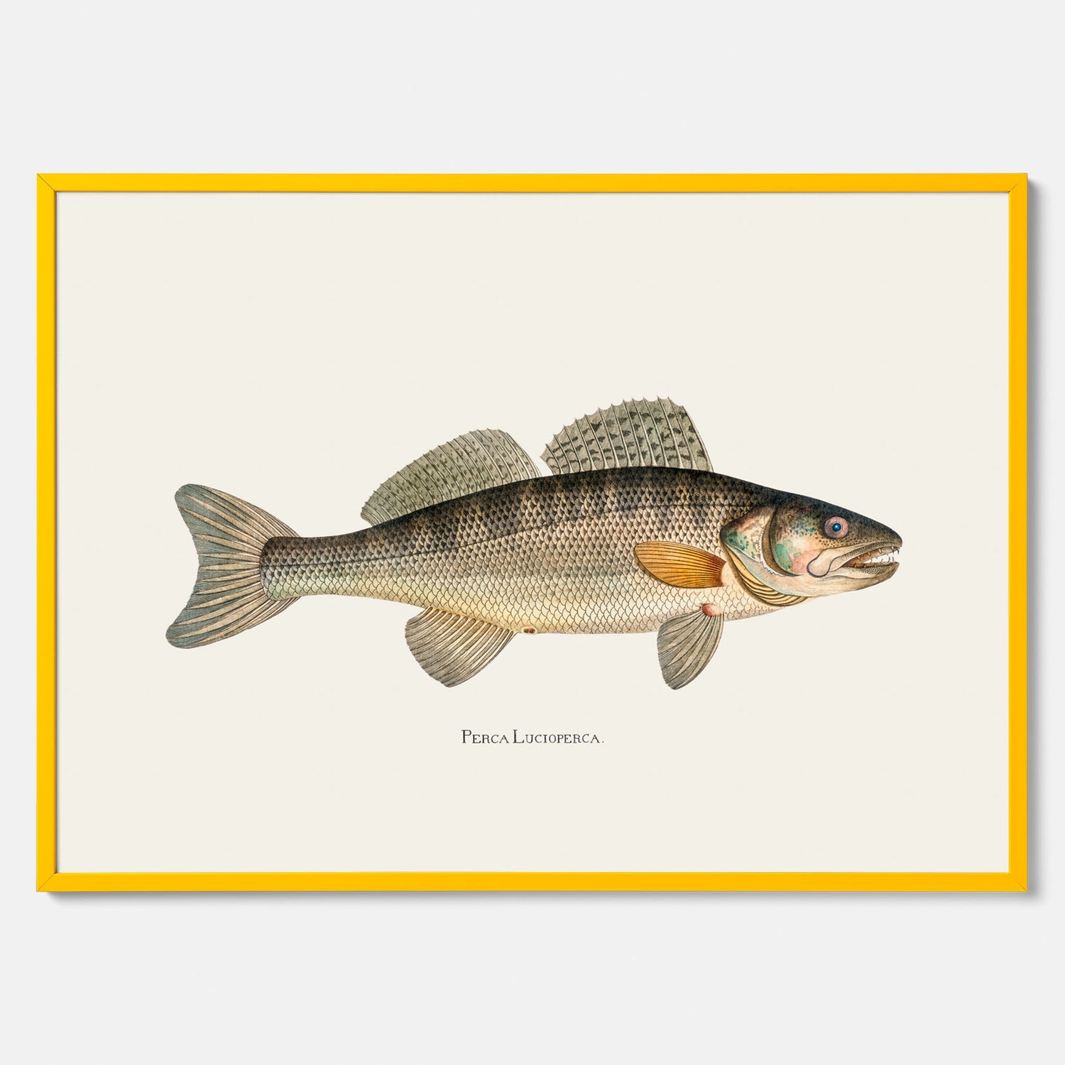 Kökstavla med Gös Poster – Plansch med fisk, skolposter, fiskposter, tavla till kök, köksposter, poster till kök