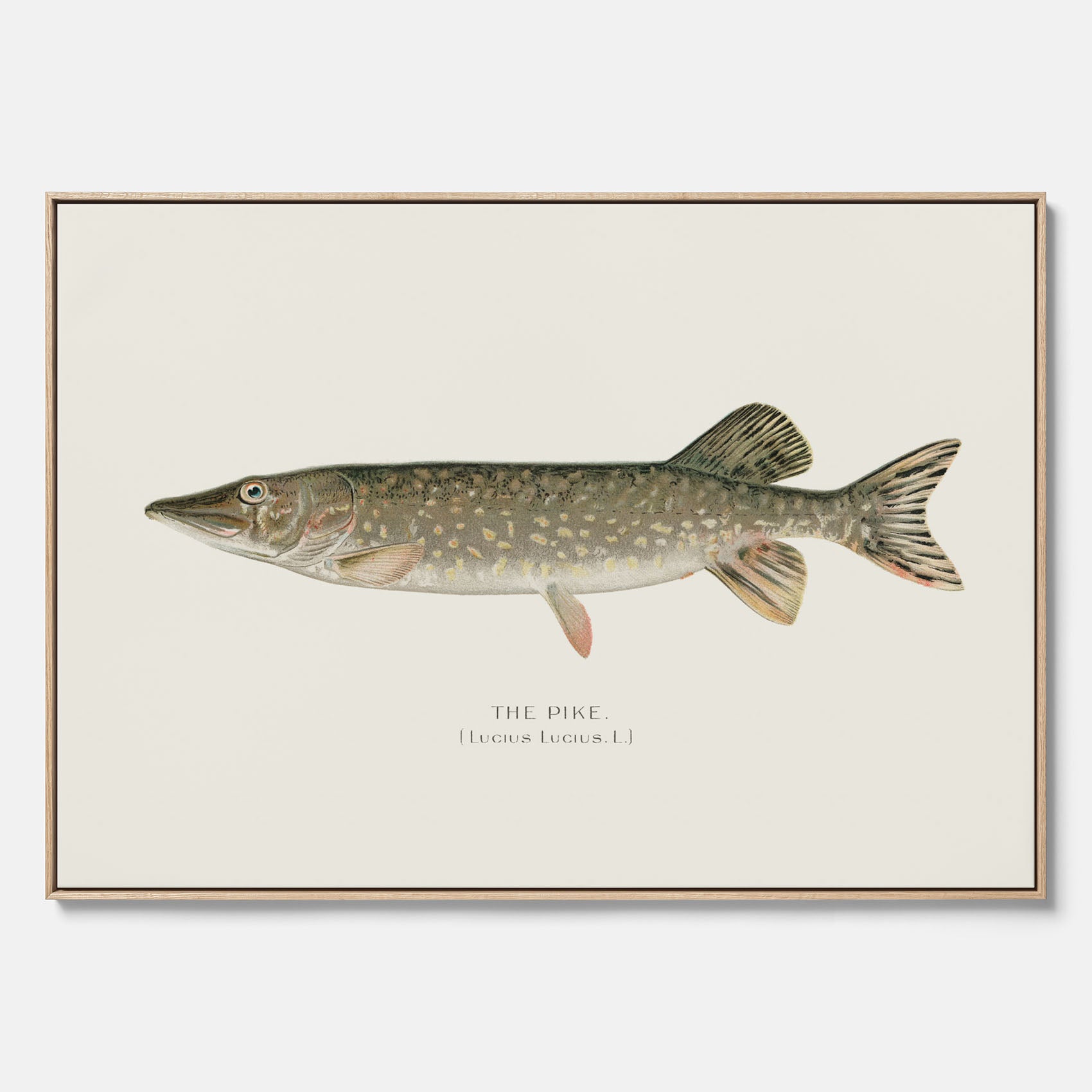 Kökstavla på canvas med en Gädda Poster - Fiskposter, skolposter med fisk, tavla till kök, poster till kök