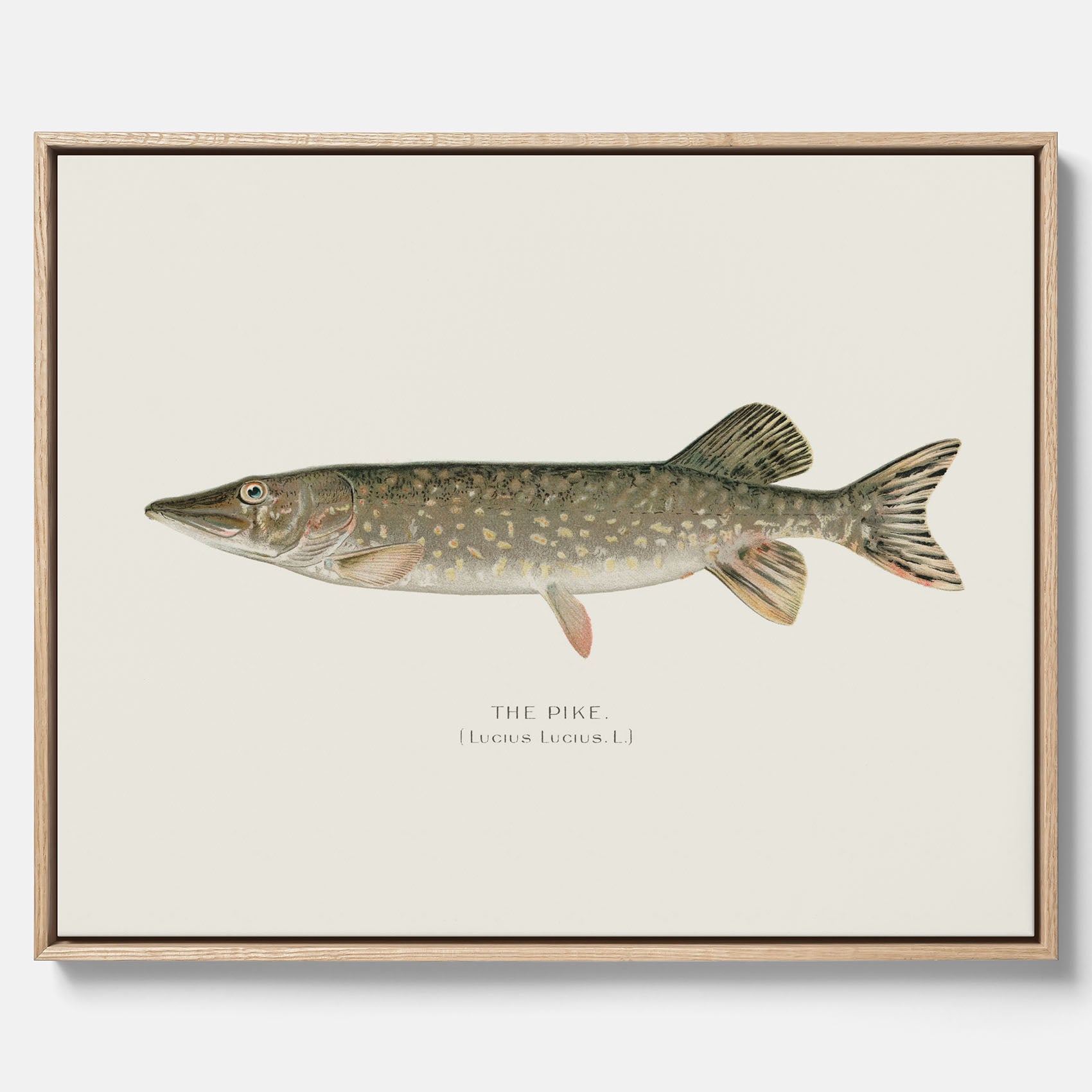 Kökstavla på canvas med en Gädda Poster - Fiskposter, skolposter med fisk, tavla till kök, poster till kök
