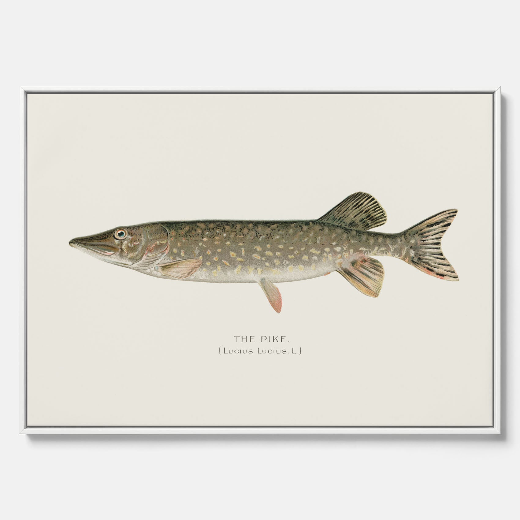 Kökstavla på canvas med en Gädda Poster - Fiskposter, skolposter med fisk, tavla till kök, poster till kök