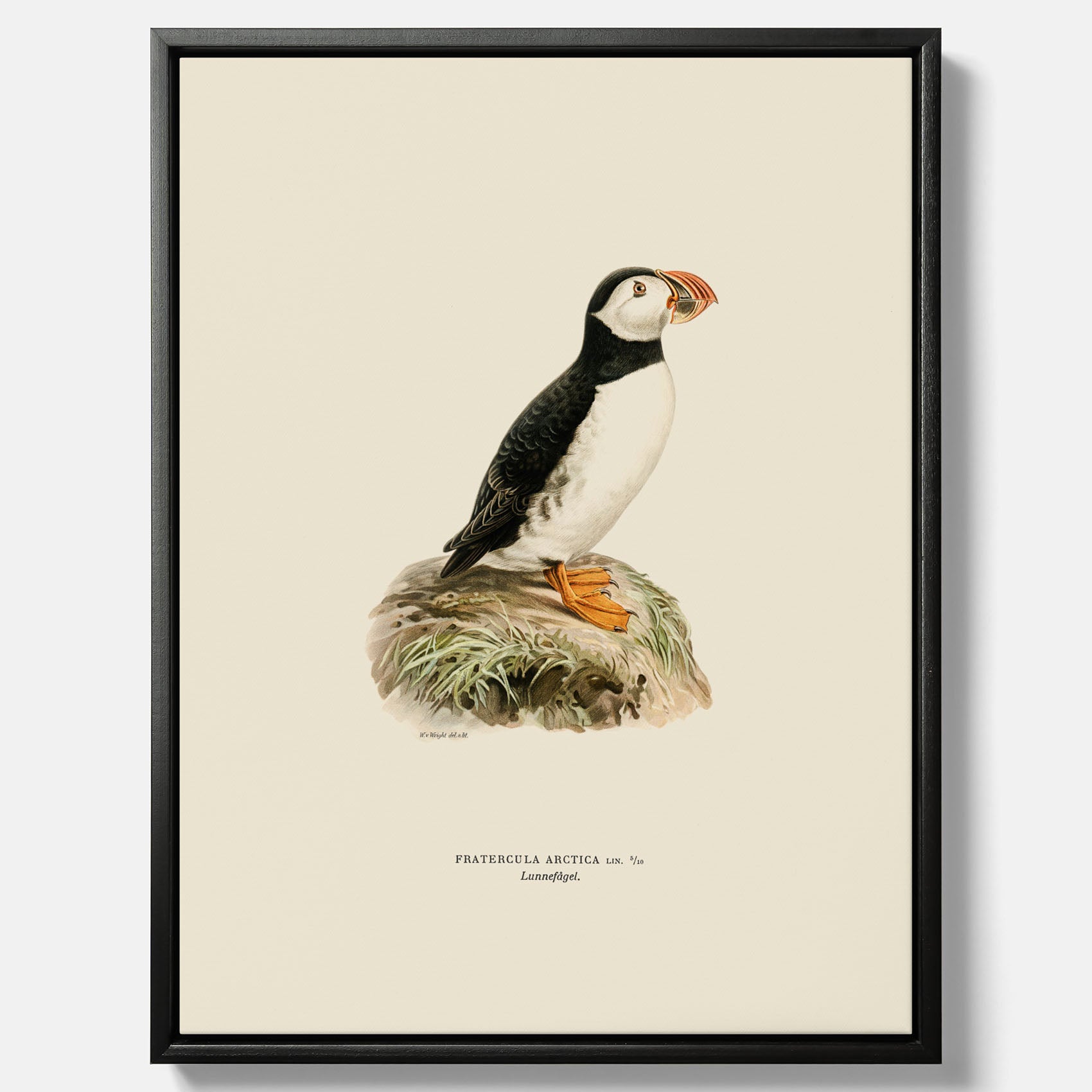 Inramad vintageposter på canvas föreställande en lunnefågel, ritad av bröderna von Wright. 30x40 cm.