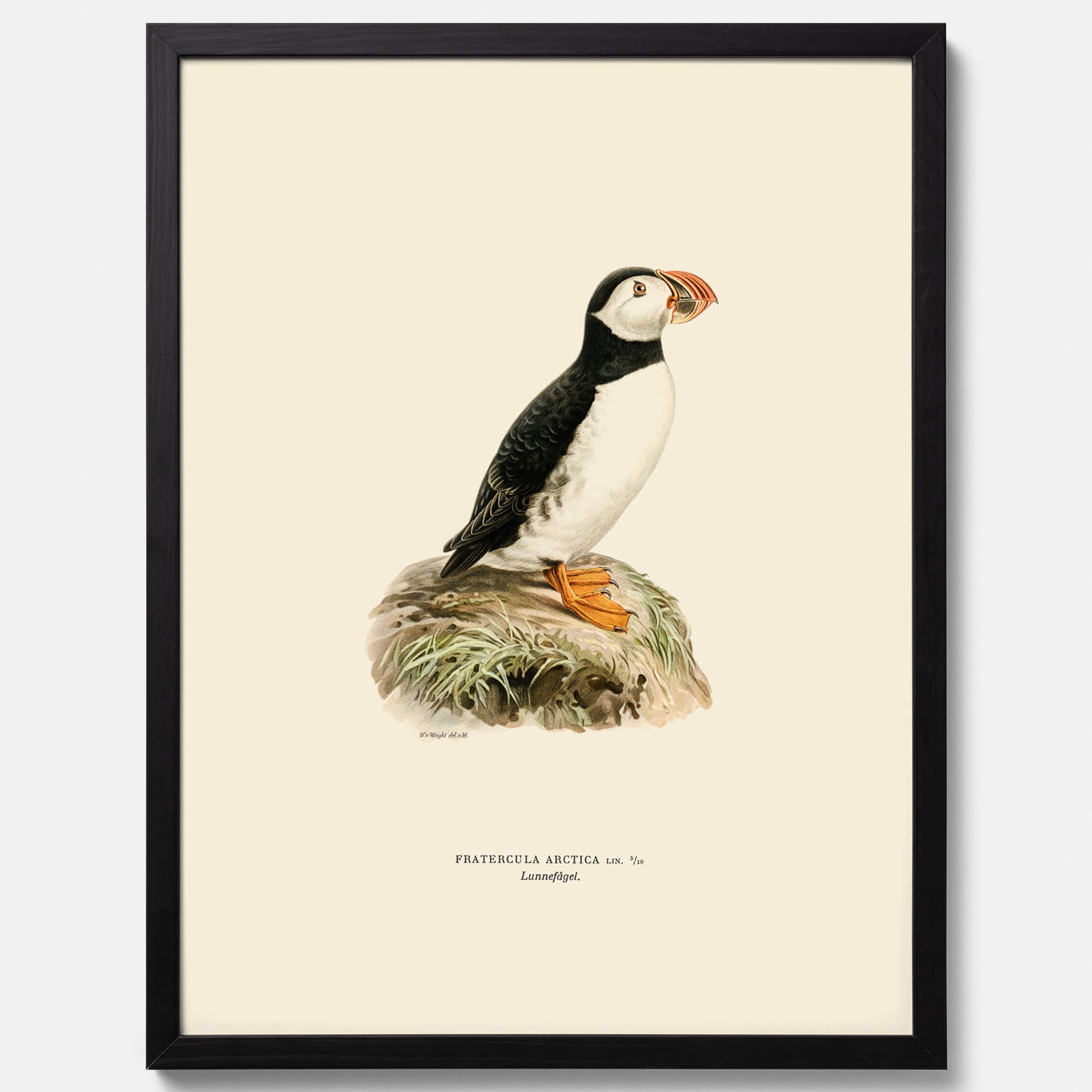 Inramad vintageposter föreställande en lunnefågel, ritad av bröderna von Wright. 30x40 cm.