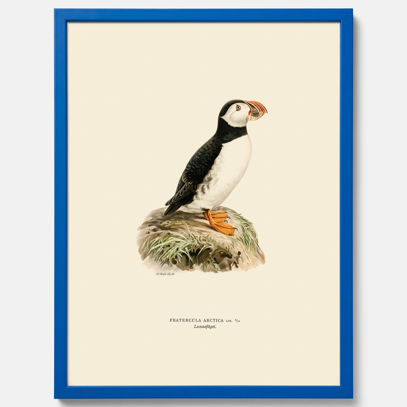 Inramad vintageposter föreställande en lunnefågel, ritad av bröderna von Wright. 30x40 cm.