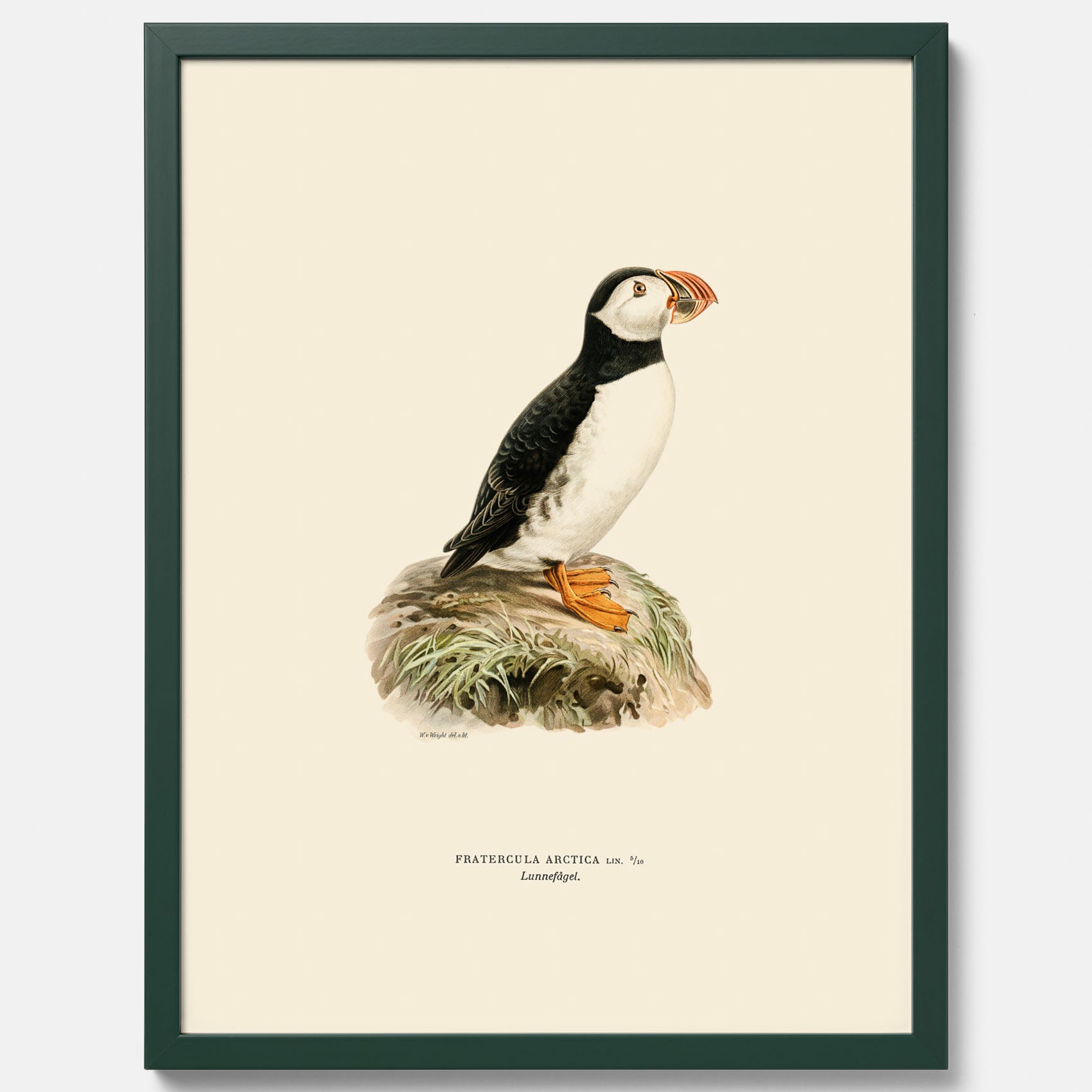 Inramad vintageposter föreställande en lunnefågel, ritad av bröderna von Wright. 30x40 cm.