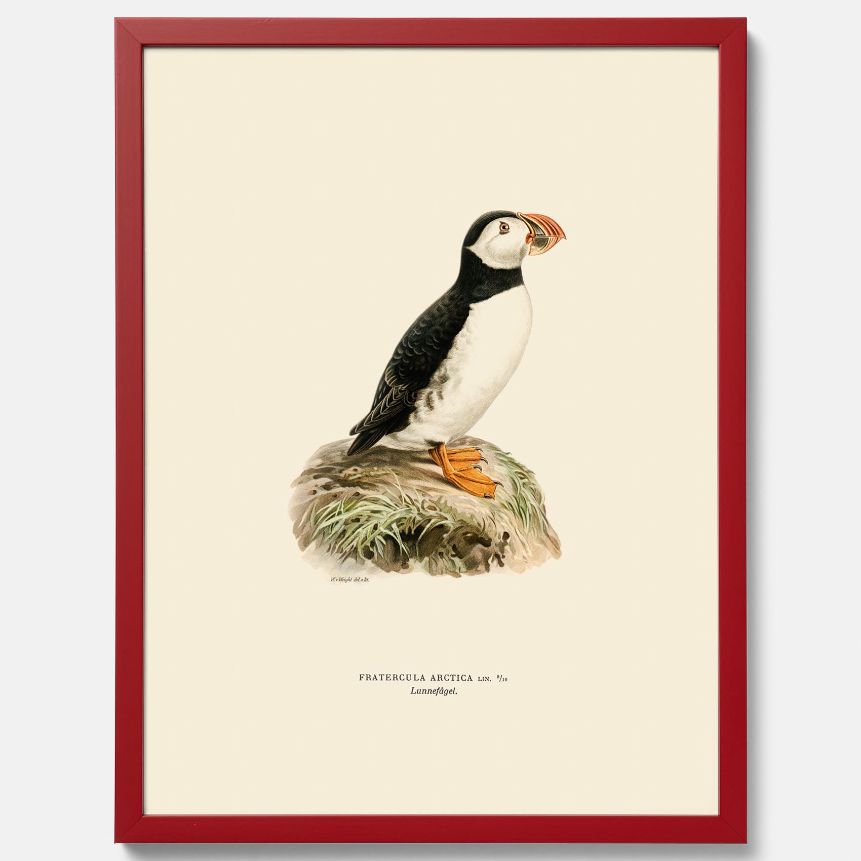 Inramad vintageposter föreställande en lunnefågel, ritad av bröderna von Wright. 30x40 cm.