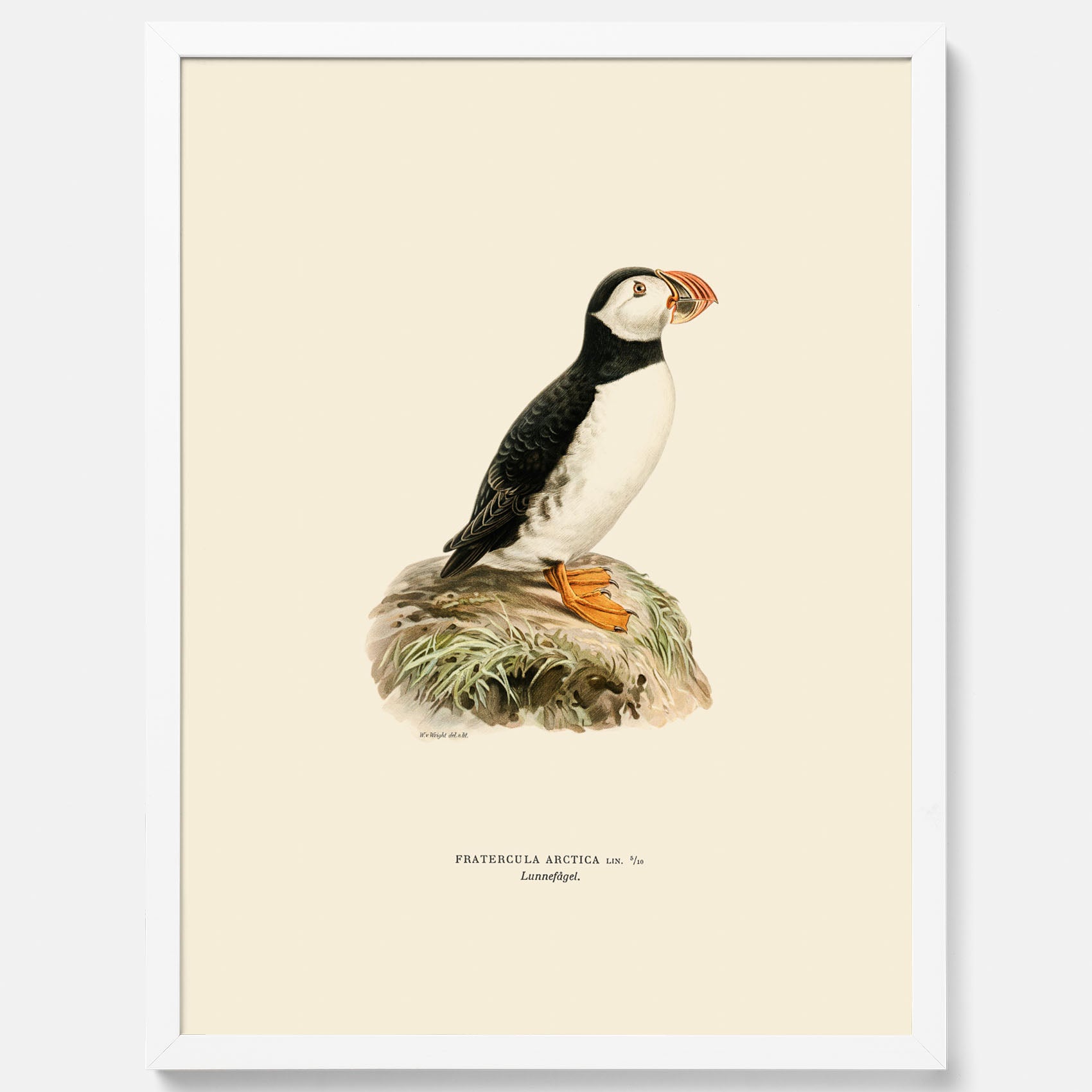 Inramad vintageposter föreställande en lunnefågel, ritad av bröderna von Wright. 30x40 cm.