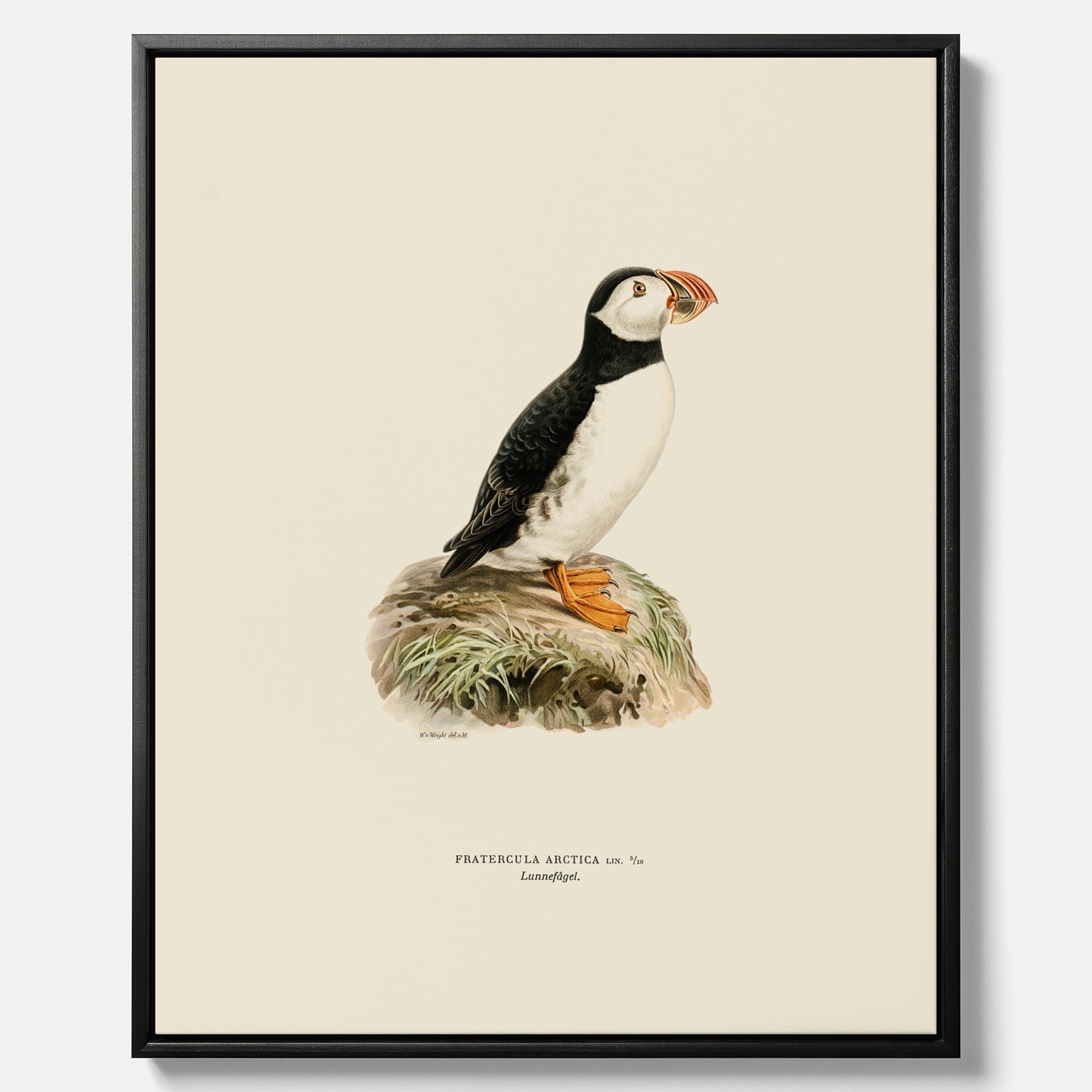 Inramad vintageposter på canvas föreställande en lunnefågel, ritad av bröderna von Wright. 30x40 cm.