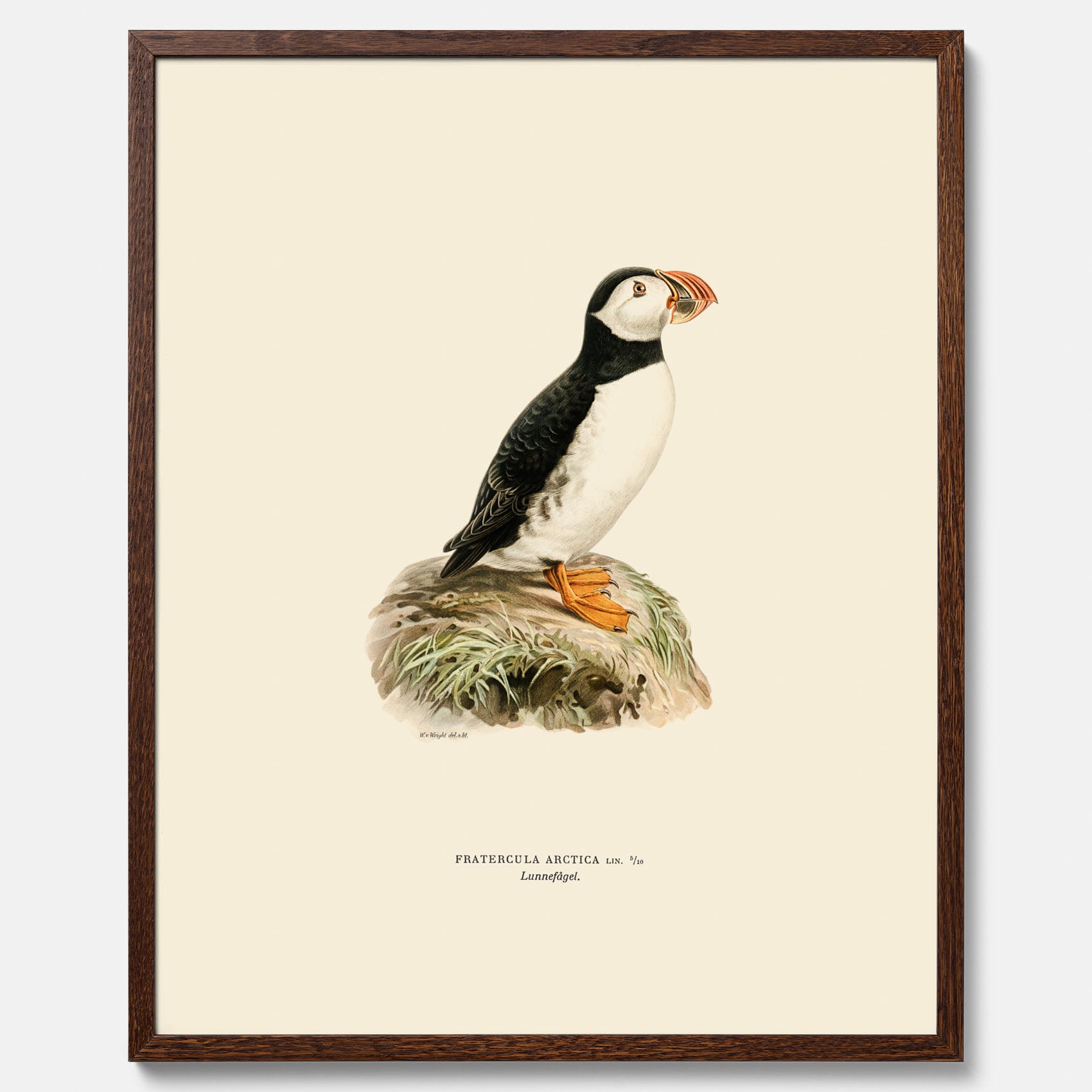 Inramad vintageposter föreställande en lunnefågel, ritad av bröderna von Wright. 30x40 cm.