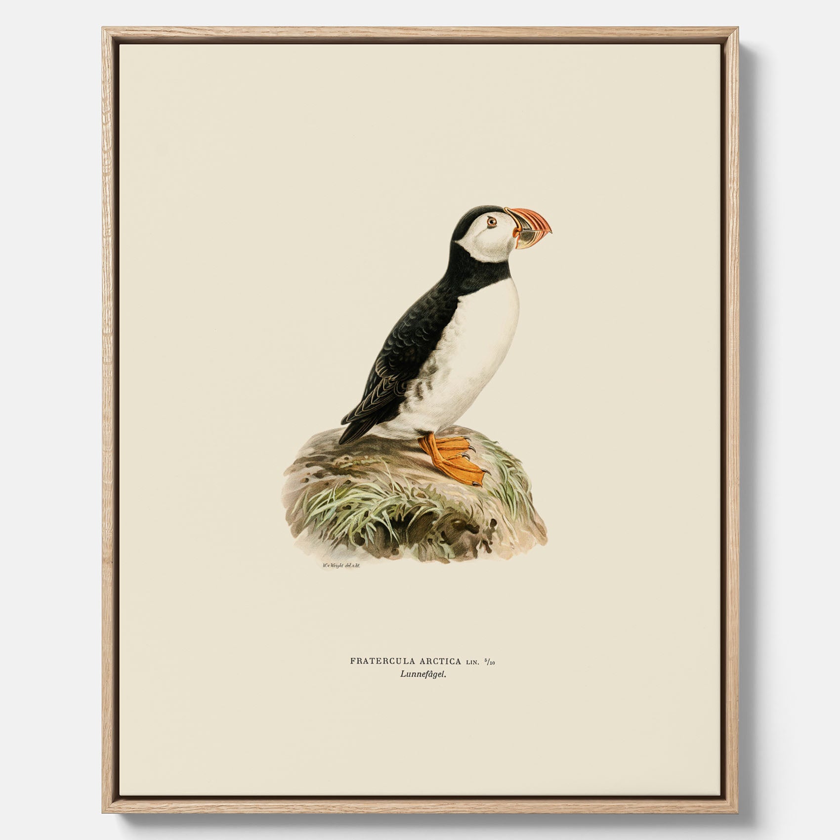 Inramad vintageposter på canvas föreställande en lunnefågel, ritad av bröderna von Wright. 30x40 cm.