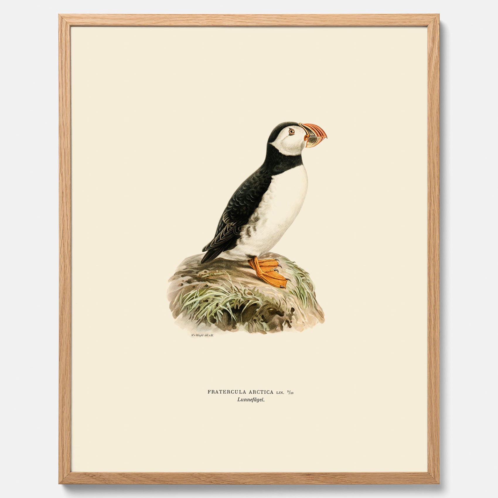 Inramad vintageposter föreställande en lunnefågel, ritad av bröderna von Wright. 30x40 cm.