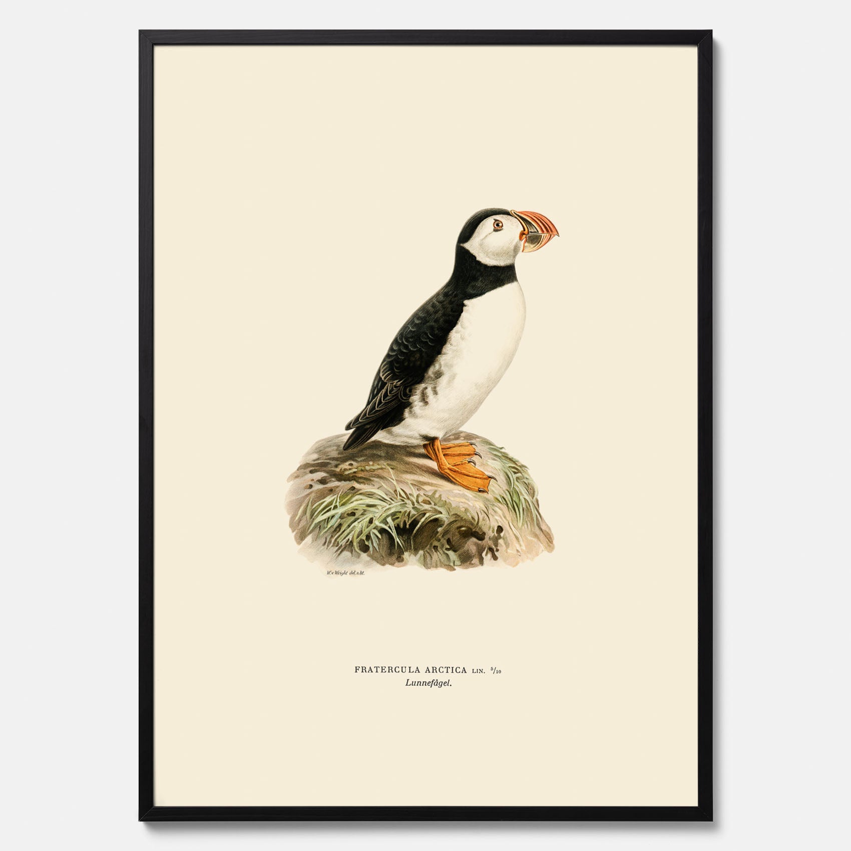 Inramad vintageposter föreställande en lunnefågel, ritad av bröderna von Wright. 30x40 cm.