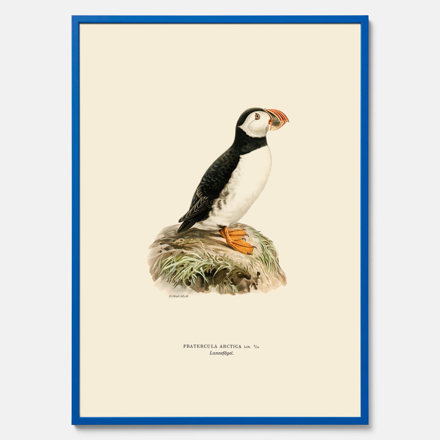 Inramad vintageposter föreställande en lunnefågel, ritad av bröderna von Wright. 30x40 cm.