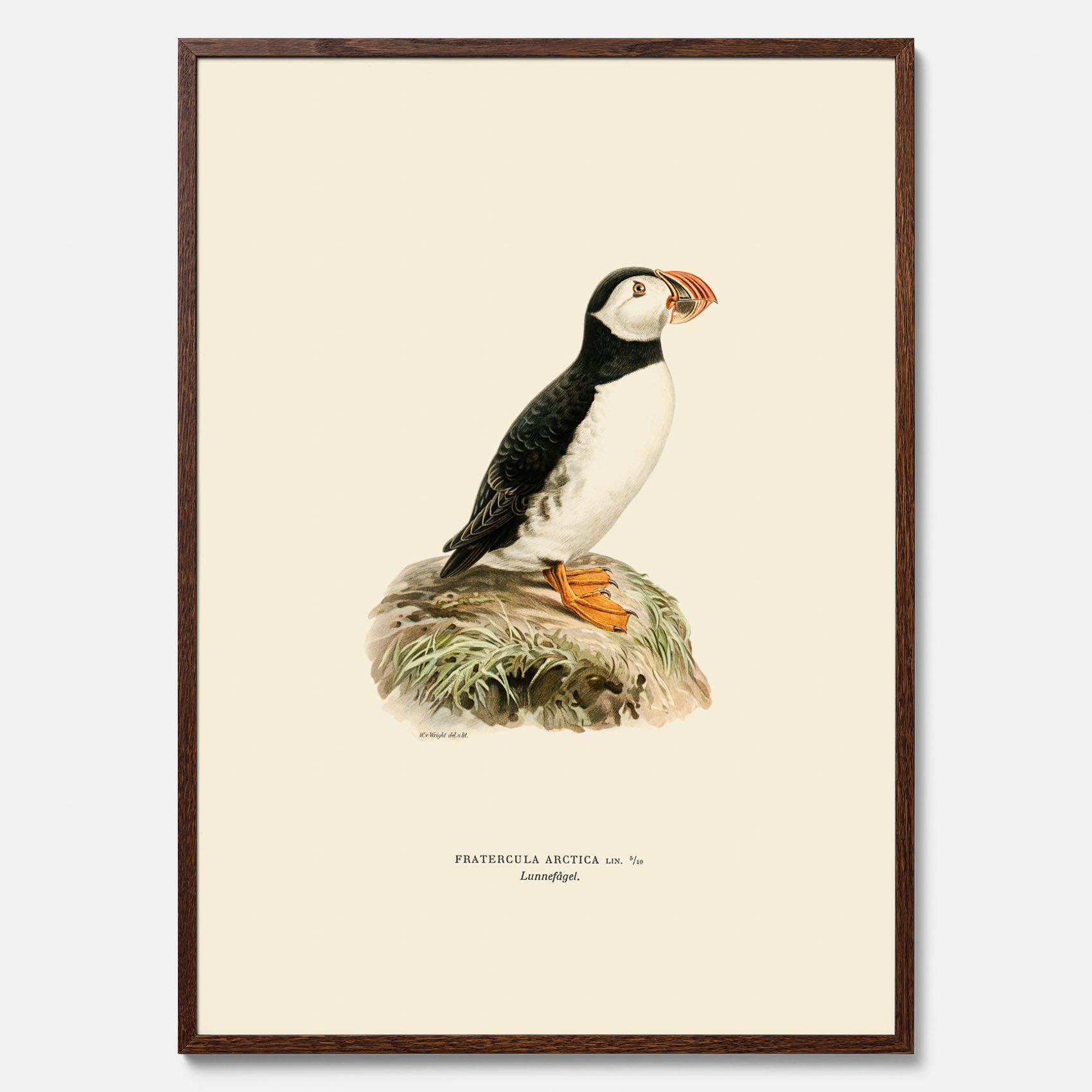 Inramad vintageposter föreställande en lunnefågel, ritad av bröderna von Wright. 30x40 cm.