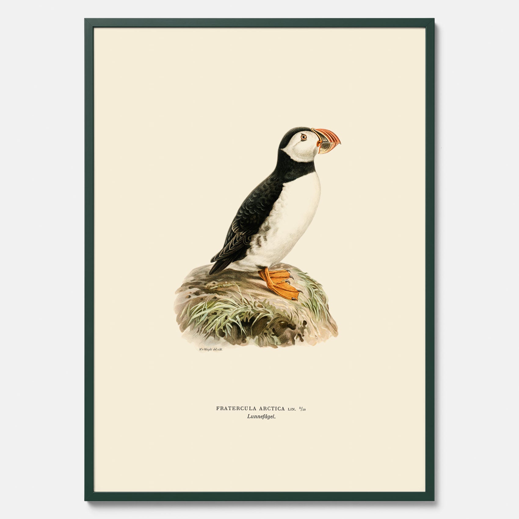 Inramad vintageposter föreställande en lunnefågel, ritad av bröderna von Wright. 30x40 cm.