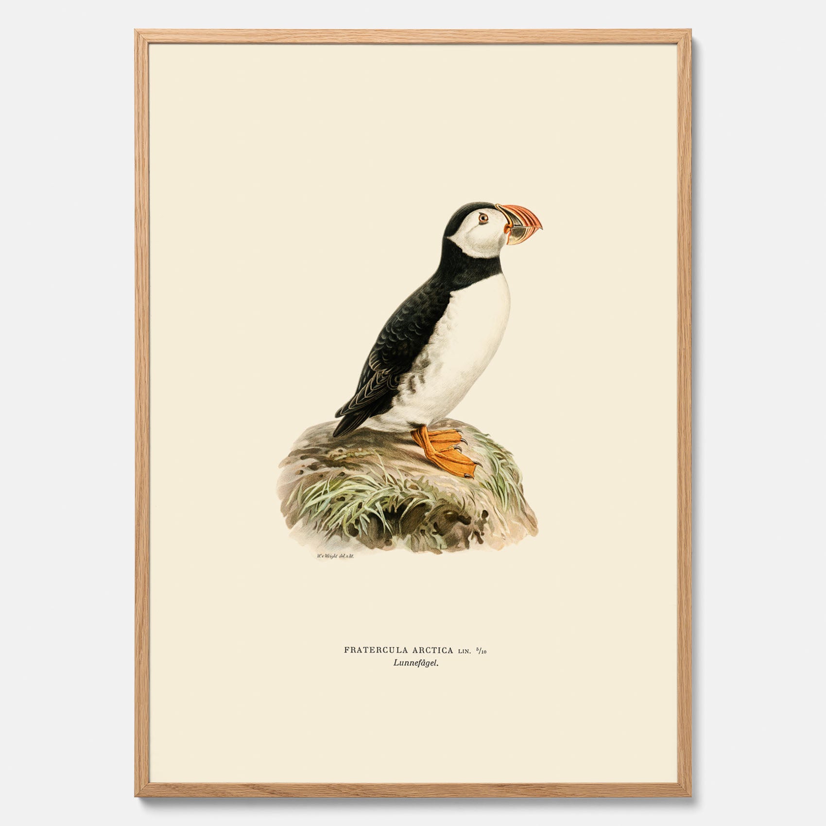 Inramad vintageposter föreställande en lunnefågel, ritad av bröderna von Wright. 30x40 cm.