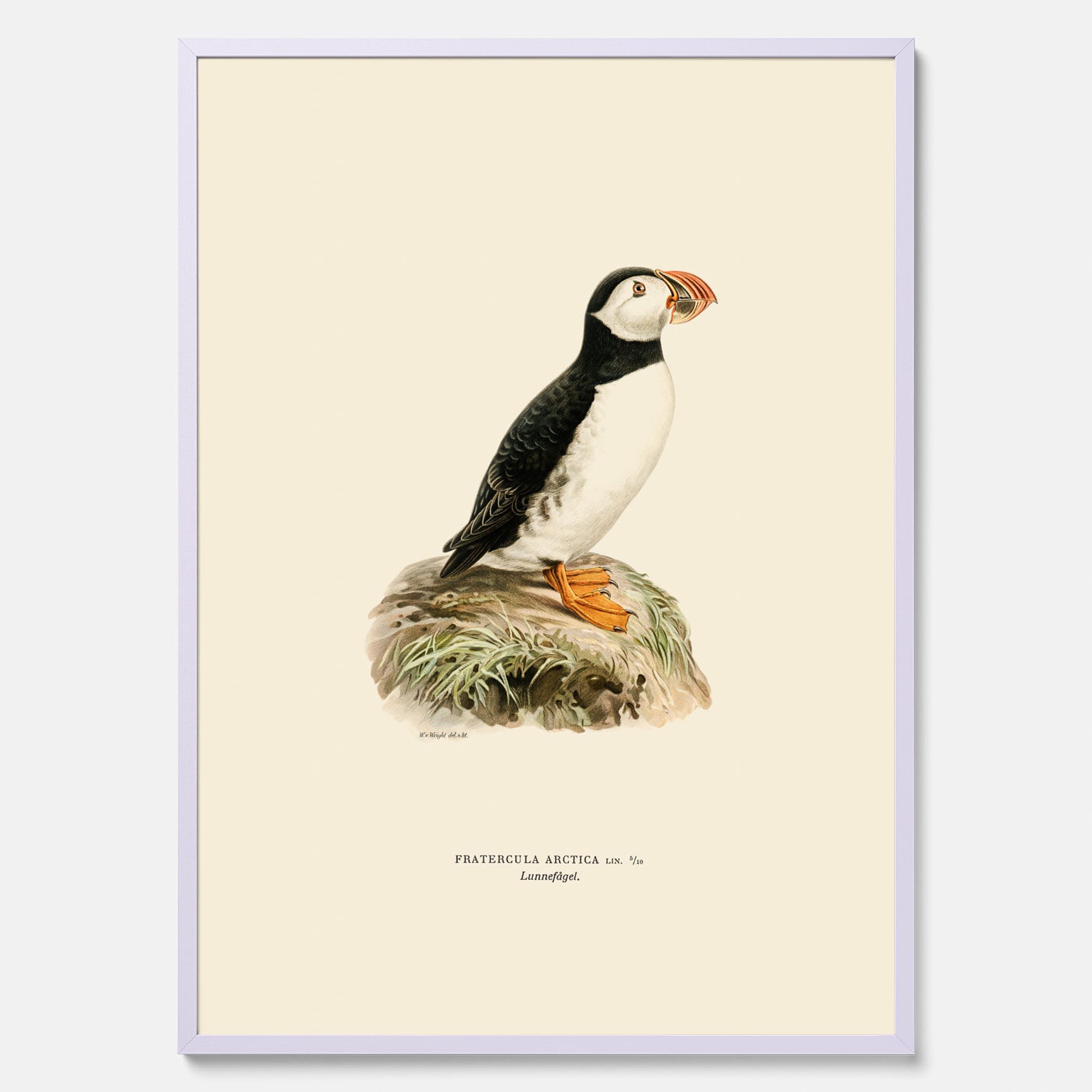 Inramad vintageposter föreställande en lunnefågel, ritad av bröderna von Wright. 30x40 cm.